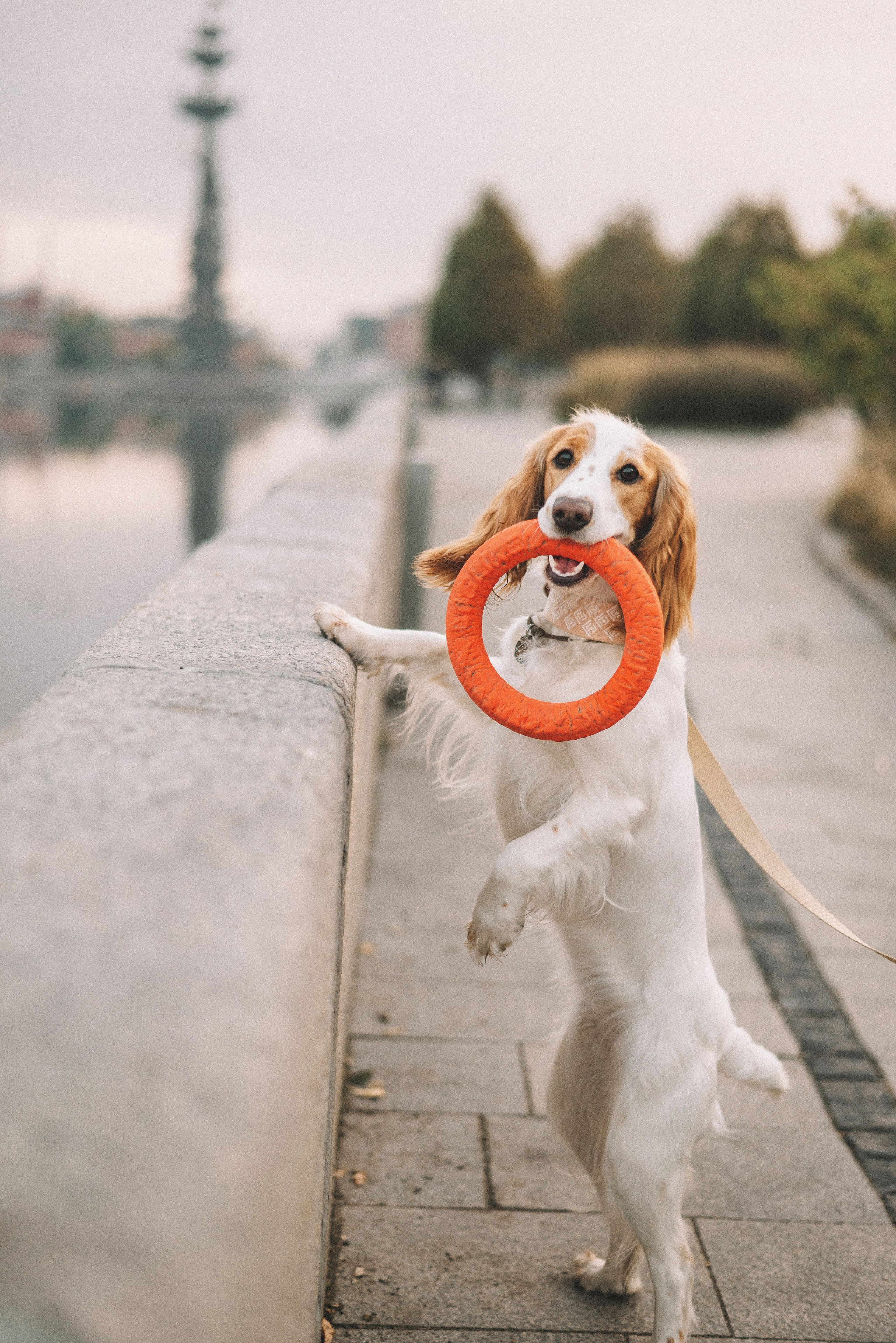 Маша и Вега. Фотограф-анималист Богданова Полина