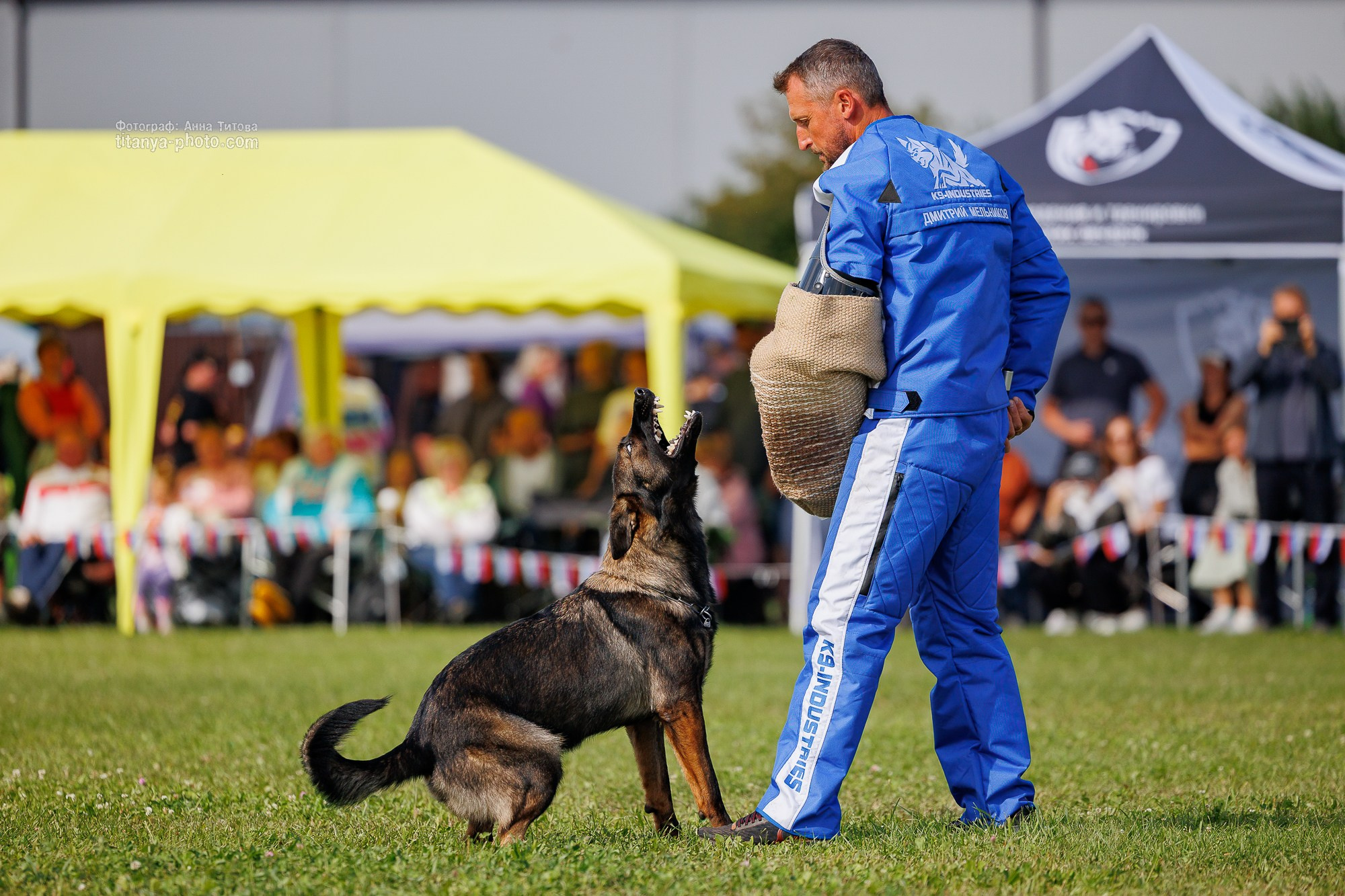 Немецкие овчарки: фото из рингов и вне ринга, мутпроба (фотографии с выставок). Фотограф собак, фотограф-анималист Аня Титова (Titanya). Москва