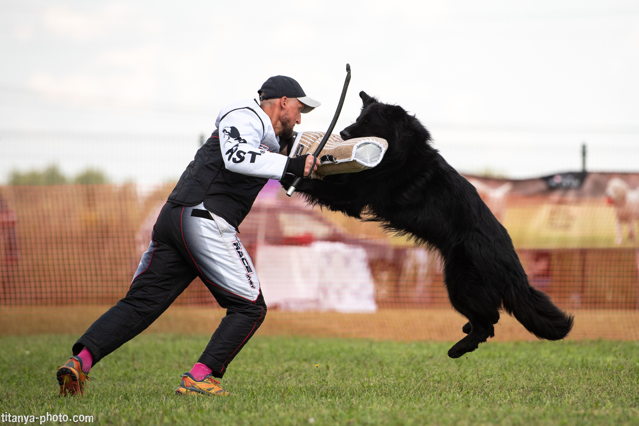 Фотографии с монопородных выставок немецких овчарок. Фотограф собак, фотограф-анималист Аня Титова (Titanya). Москва