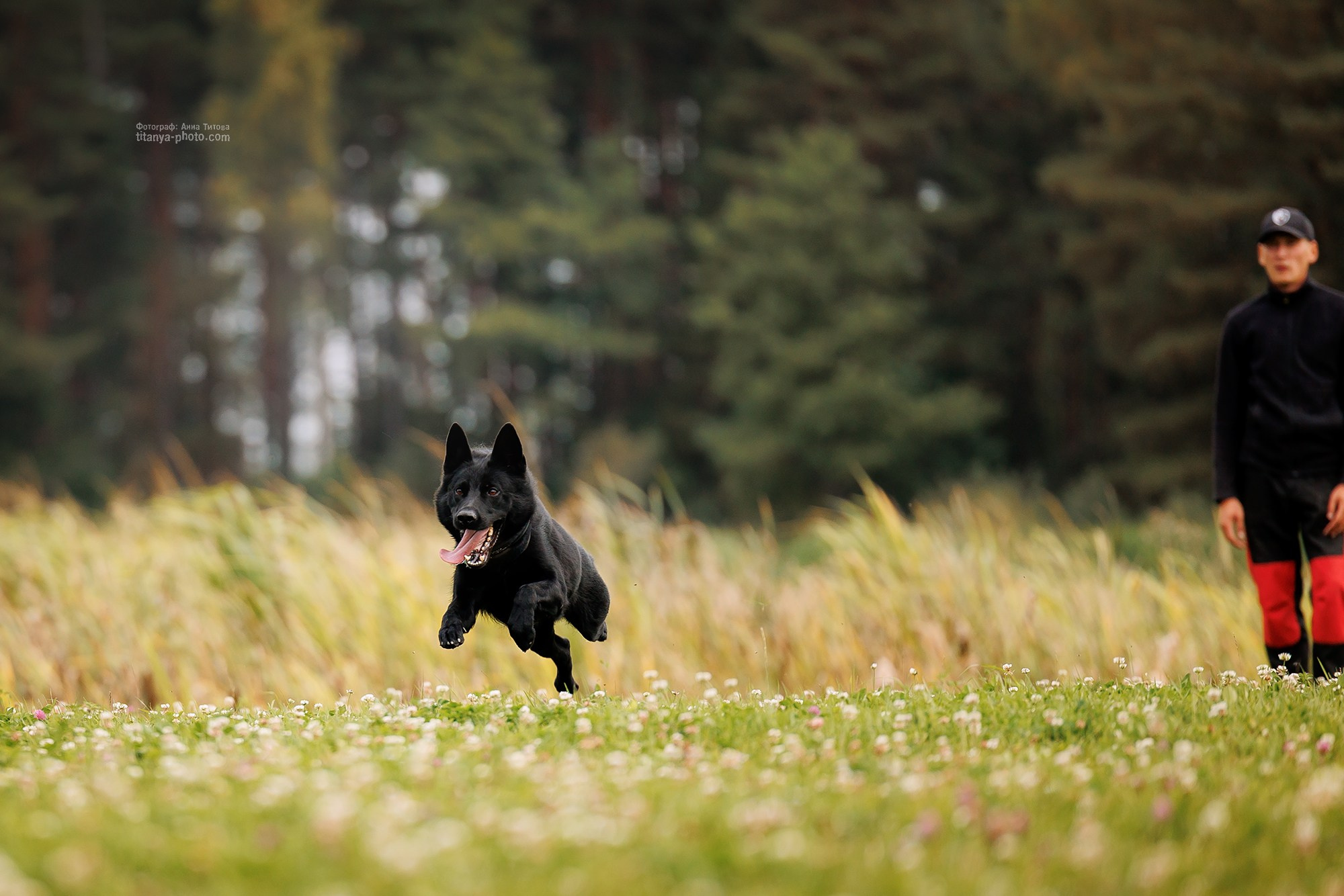 Тренировка по защите в питомнике немецких овчарок «Легенда Волги». Фотограф собак, фотограф-анималист Аня Титова (Titanya). Москва