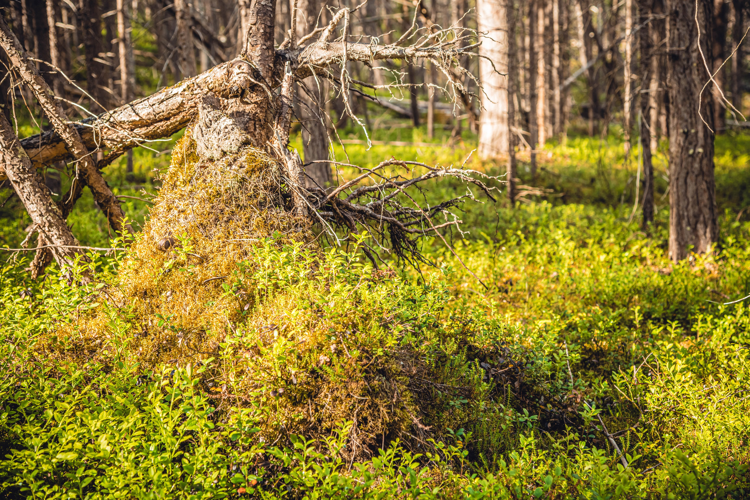 Кольский полуостров. Фотографирую для себя, своей семьи и друзей!