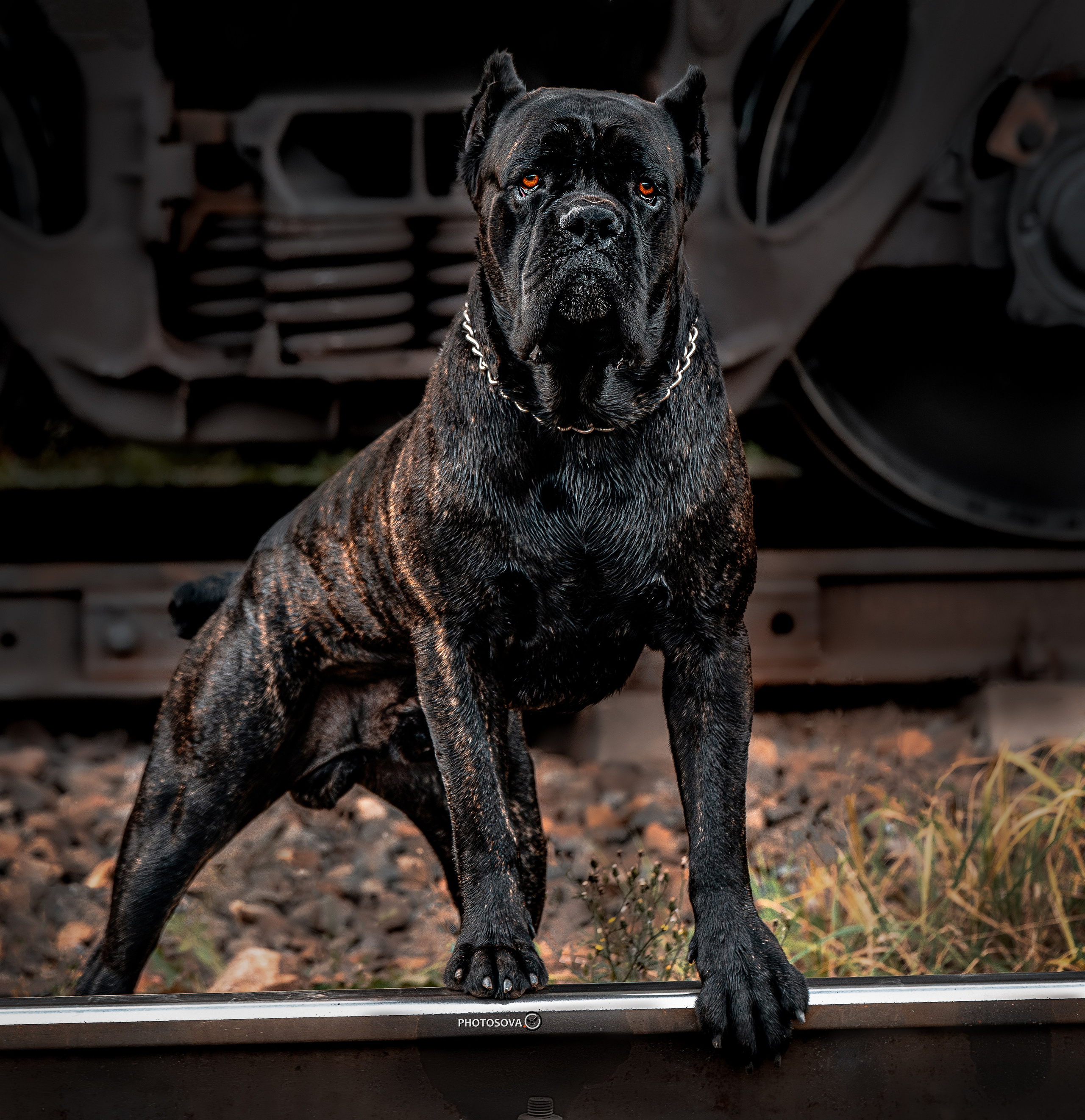 Фотограф-анималист, семейный фотограф в Москве и Подмосковье. Фотосъёмка кинологических дисциплин