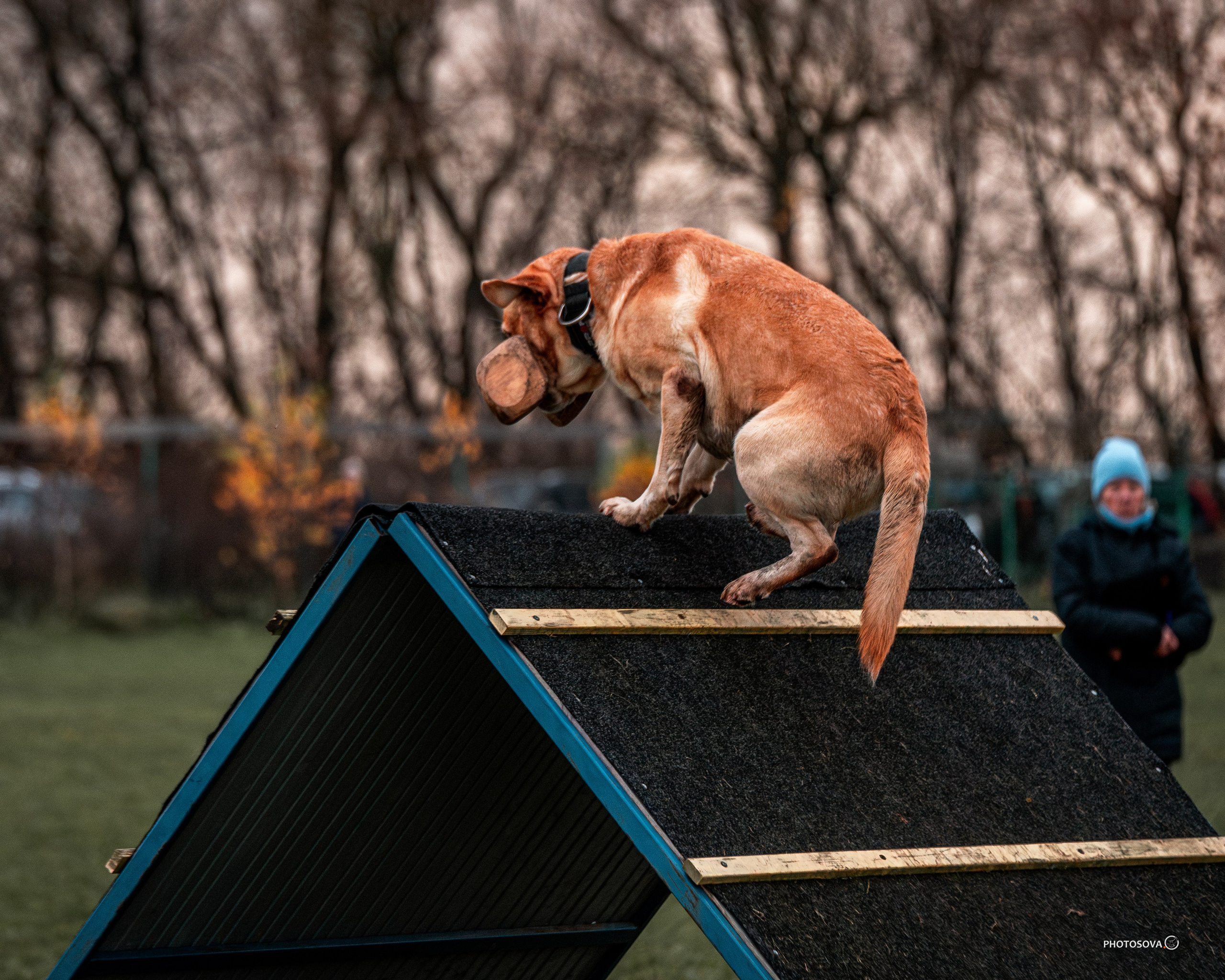 МЫ — КОМАНДА (соревнования) OKD, BH, IBGH, IGP. Фотограф-анималист, семейный фотограф в Москве и Подмосковье. Фотосъёмка кинологических дисциплин