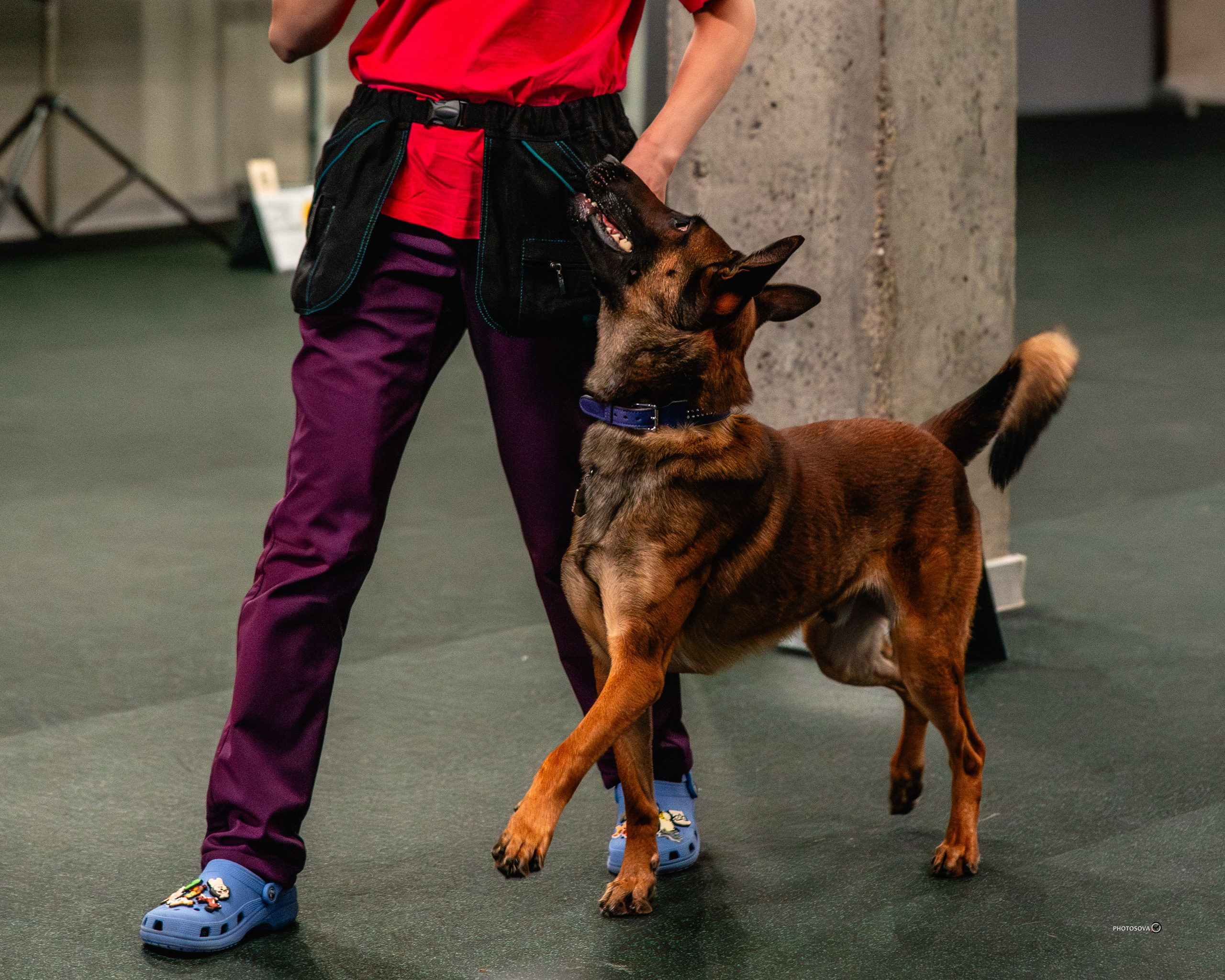 ТЫ И Я (соревнования по ралли-обидиенс). Фотограф-анималист, семейный фотограф в Москве и Подмосковье. Фотосъёмка кинологических дисциплин