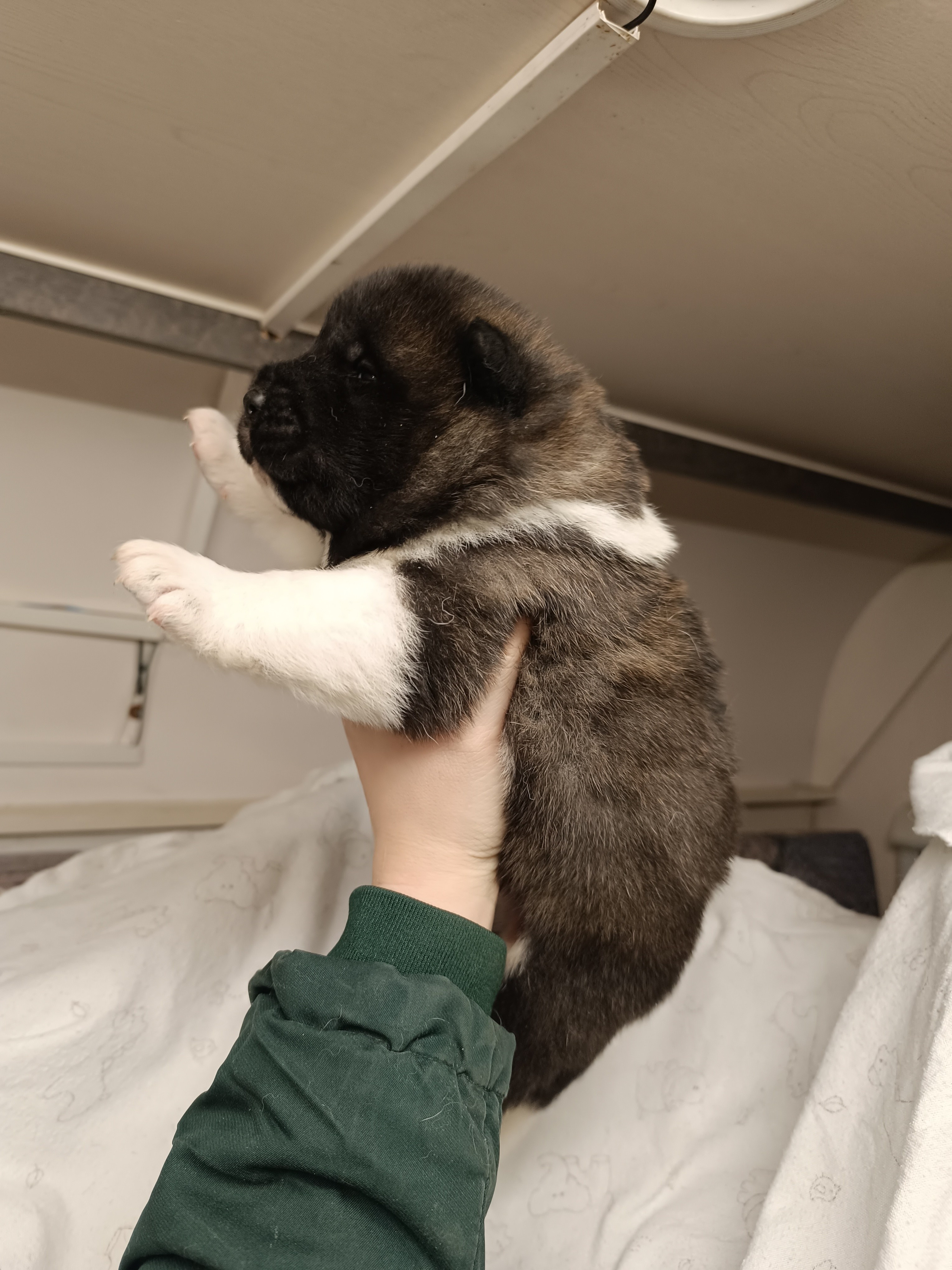 Американская акита  щенки питомник Санкт-Петербург клубные щенки Американская акита питомник RUBYLIGHT Рубилайт купить щенка американской акиты