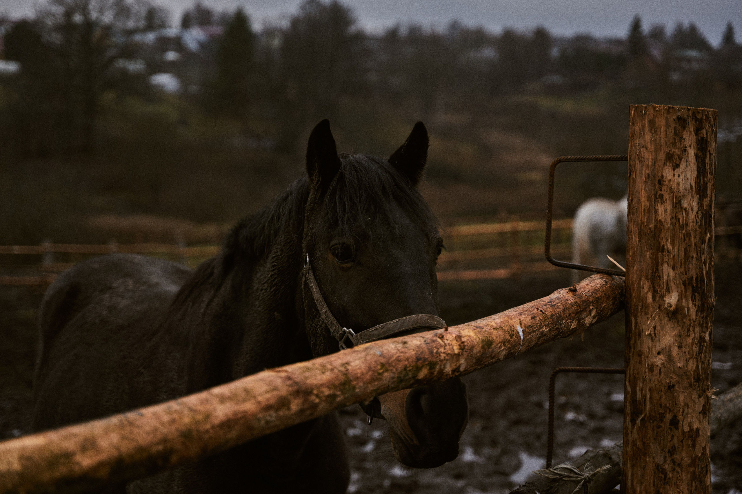 Осень в Ясной поляне. Фотограф в Санкт-Петербурге | Аня Маленчук