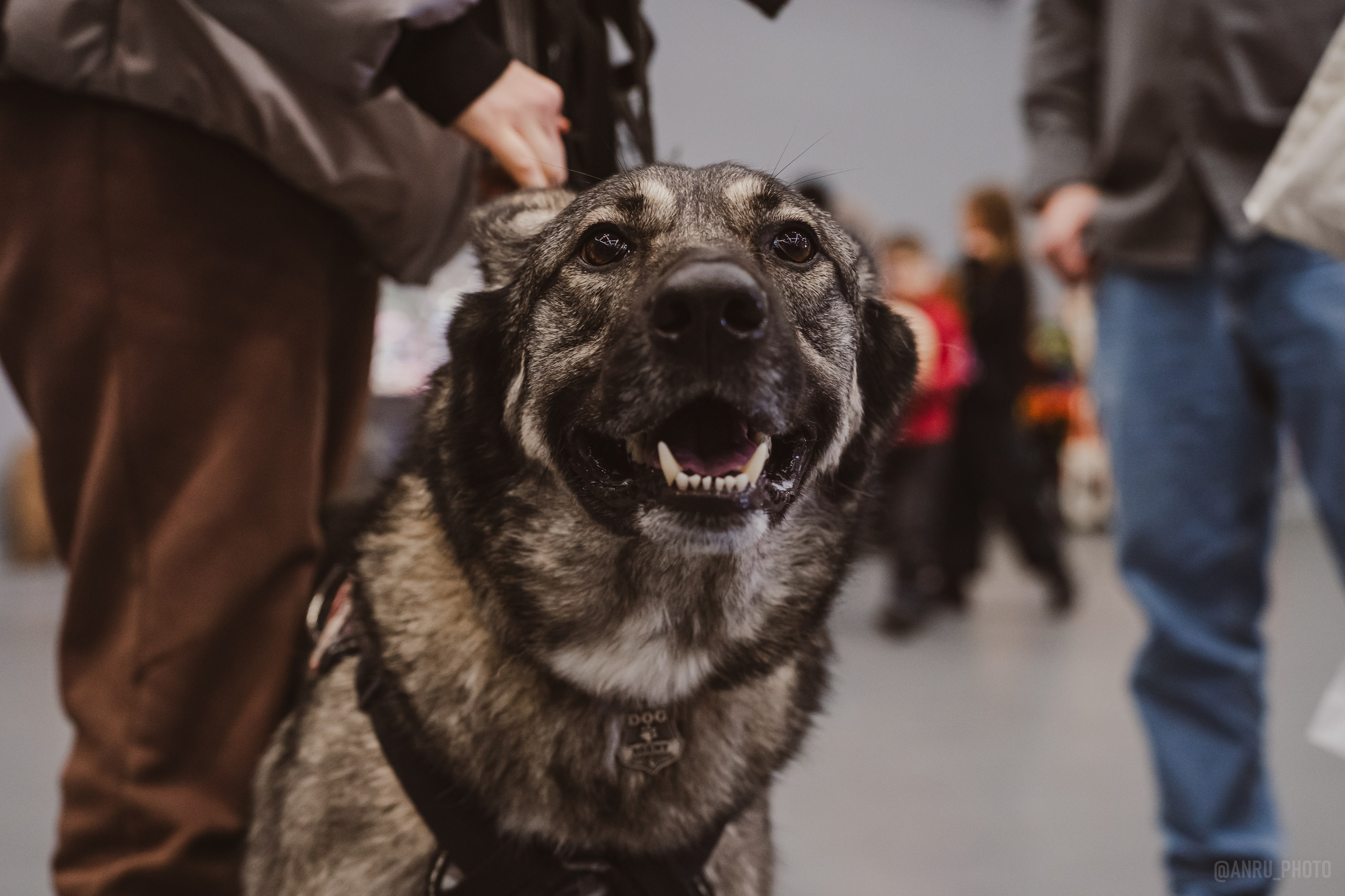 Fox Family fest. Репортажный фотограф Анастасия Рубцова