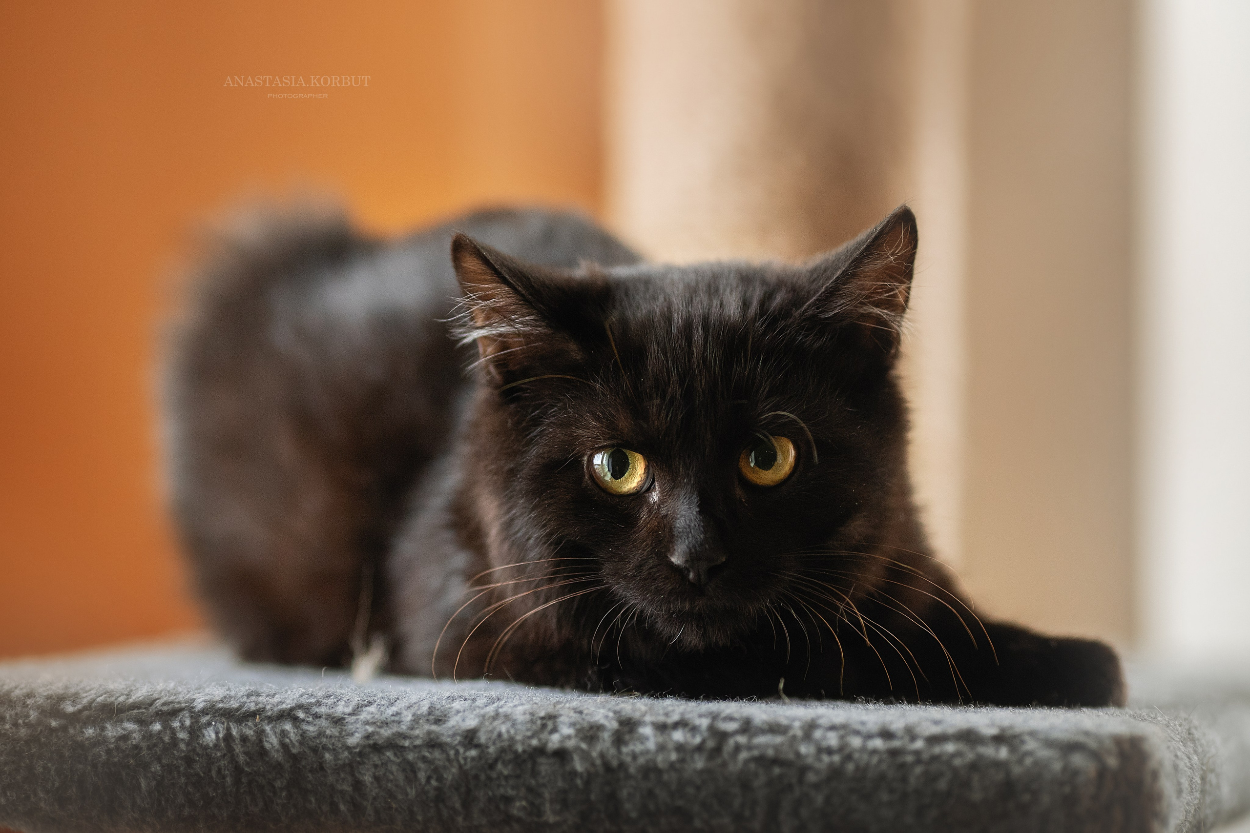 Котята в добрые руки. Арт фотограф в Минске Анастасия Корбут