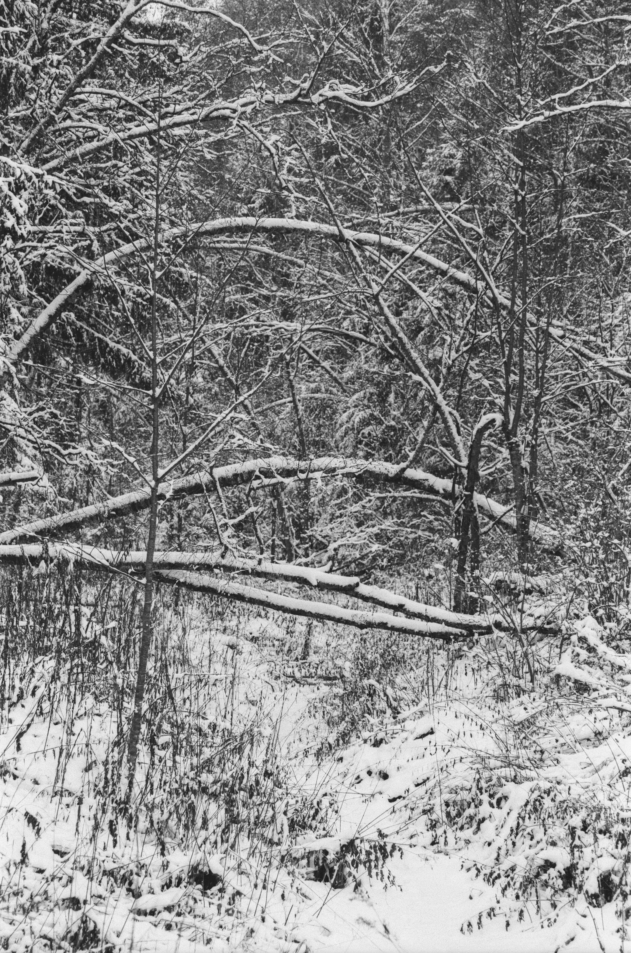 Contax N1 / Carl Zeiss Makro Sonnar 100 mm f/2.8 / Давыдовское