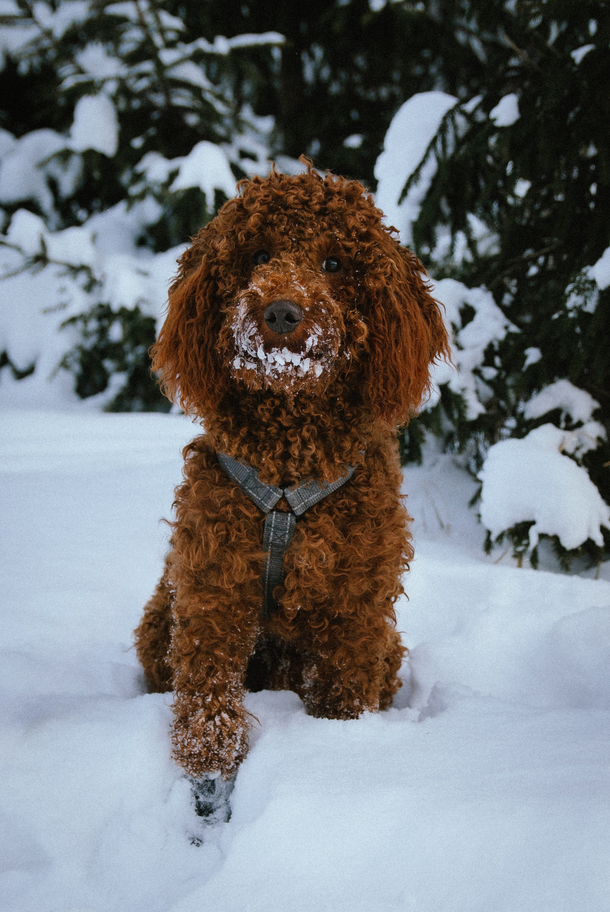 Зоопарк в моём багаже. Кошенкова Мария: портретный и репортажный фотограф. Санкт-Петербург