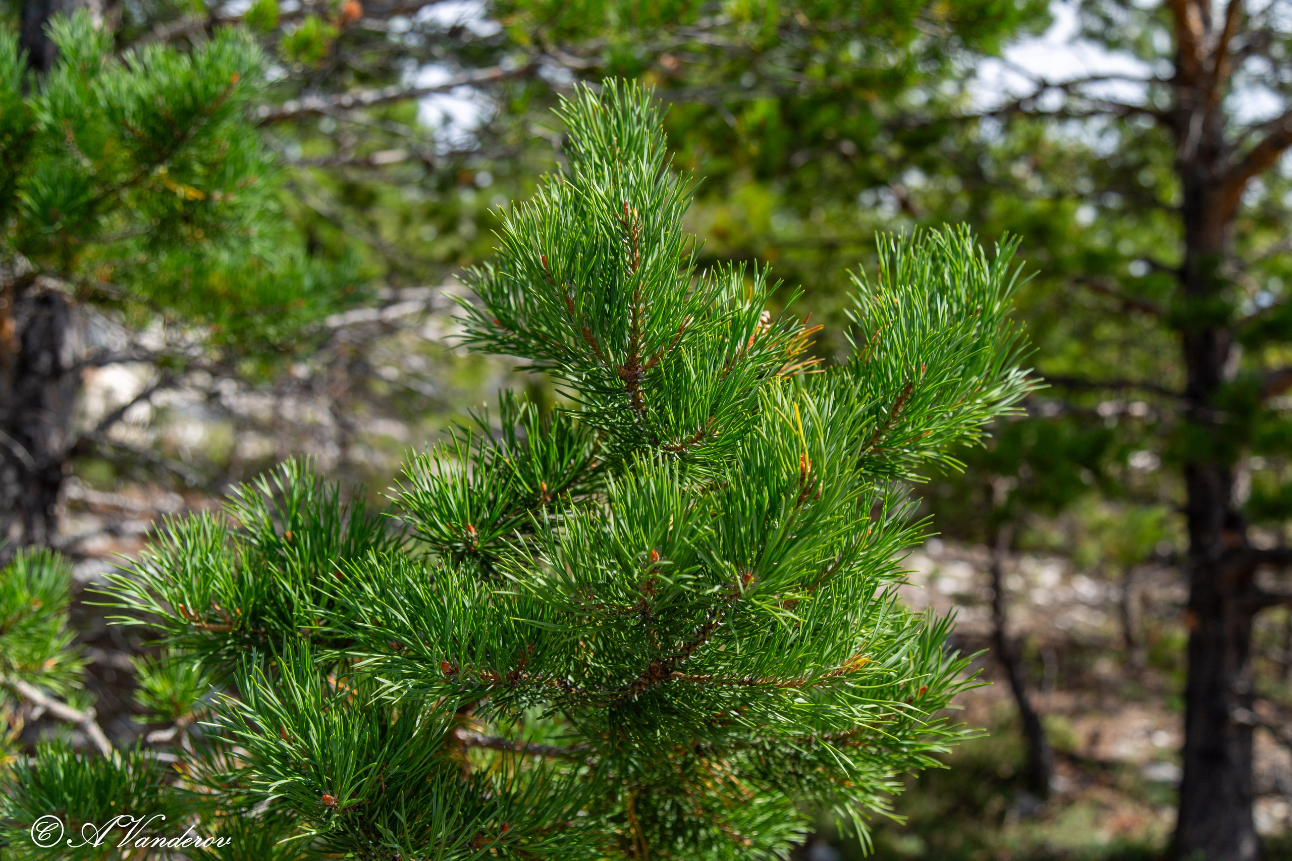 Мраморный карьер. Фотограф Омск | Александр Вандеров