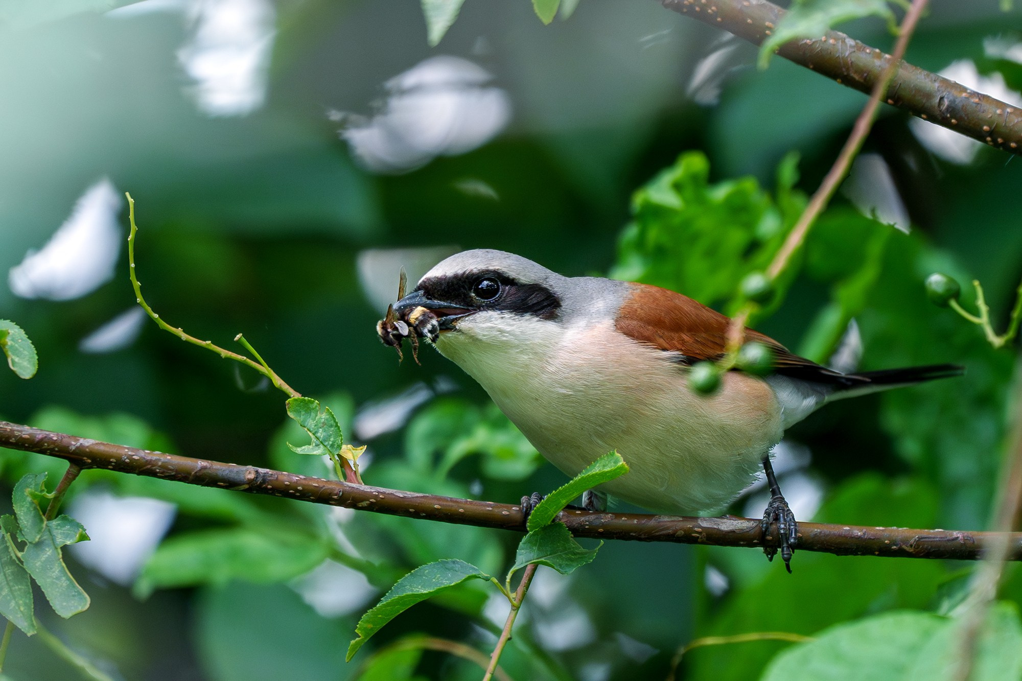 Удивительные мир птиц. Вокруг нас столько прекрасного — присмотритесь!. Ваш личный фотограф Марина Волкова