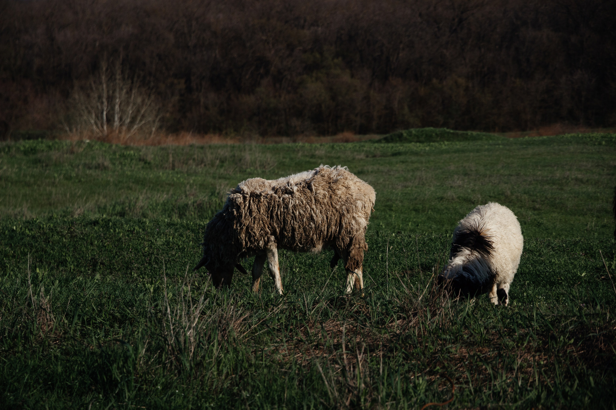 Helios. Photographer Mary Matveenko