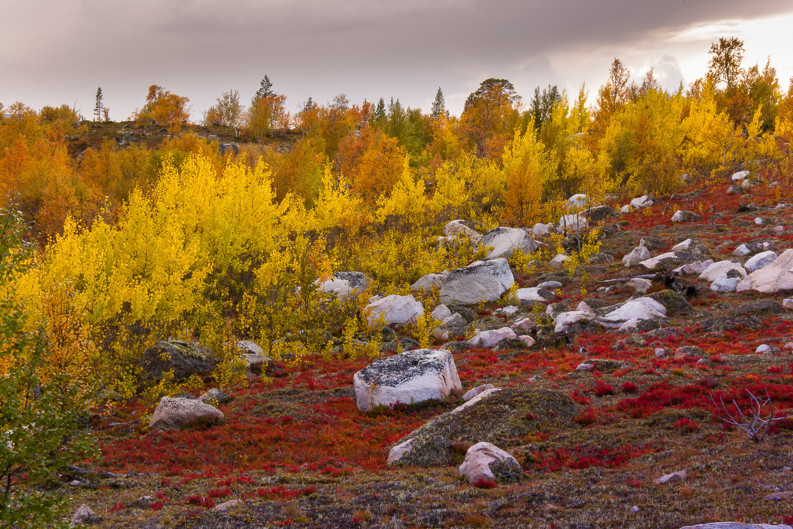 Тундра Лес и Сопки. Пейзажи Крайнего Севера. Баренцево море, Рыбачий, Средний, Немецкий