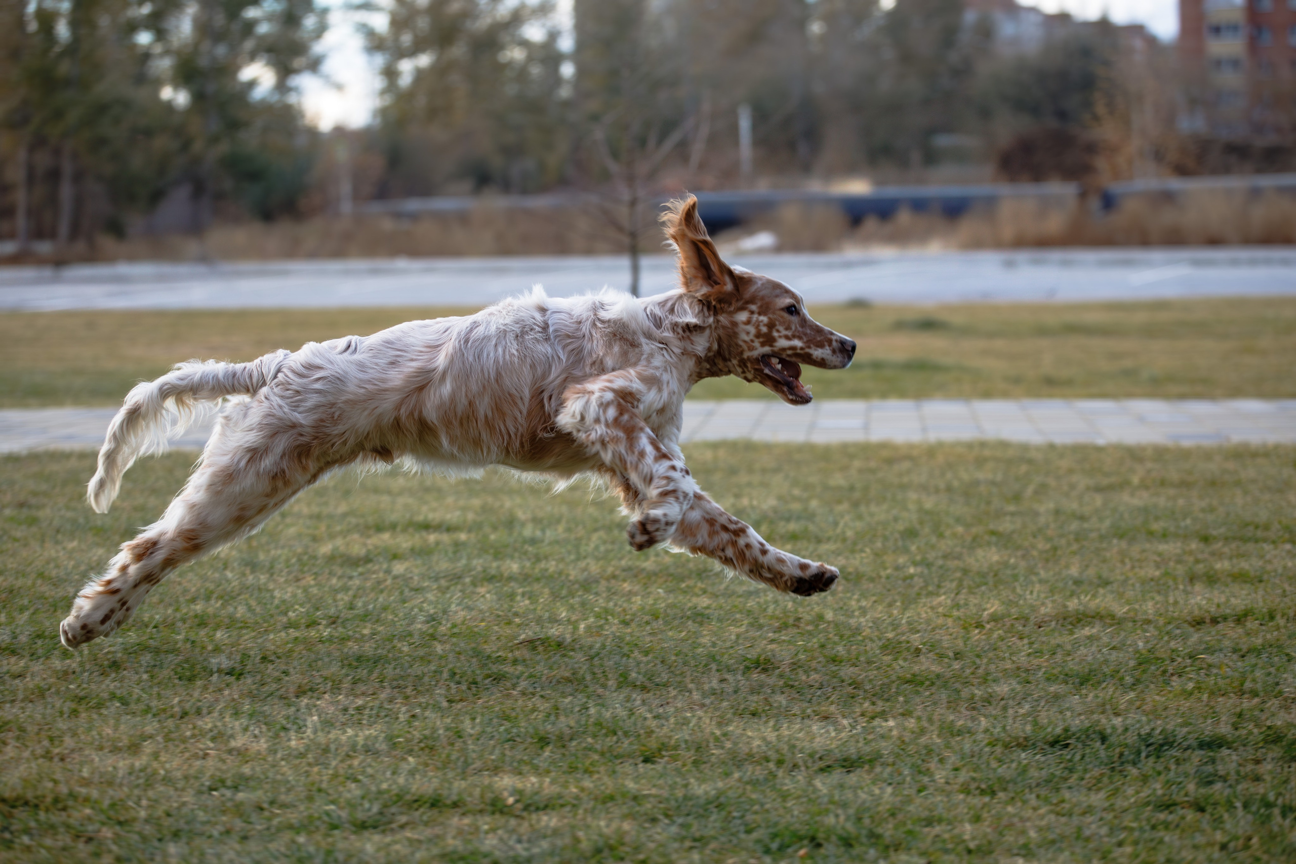 Андрей и Милан. Фотограф Екатерина Козловская