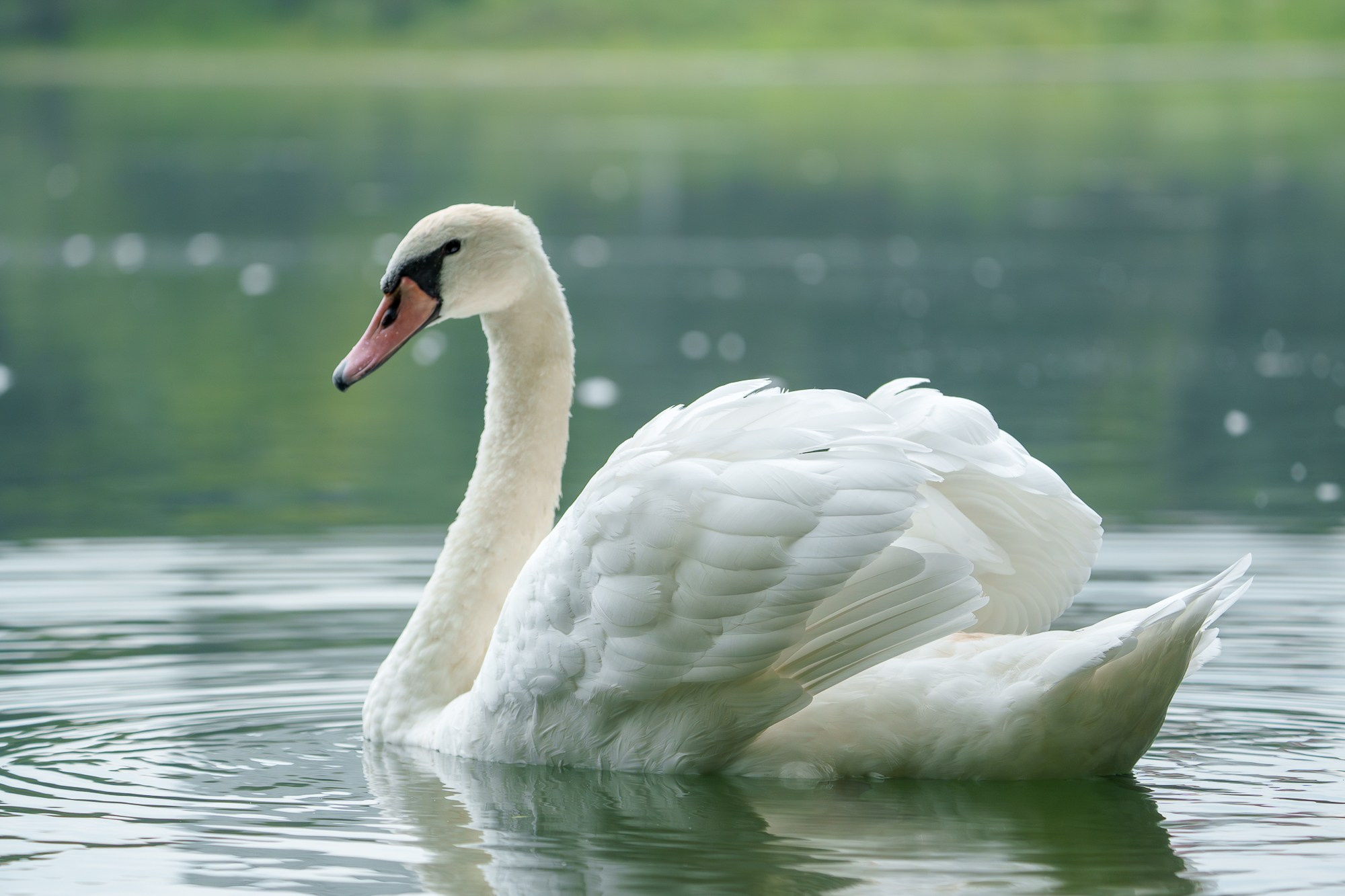 Удивительные мир птиц. Вокруг нас столько прекрасного — присмотритесь!. Ваш личный фотограф Марина Волкова