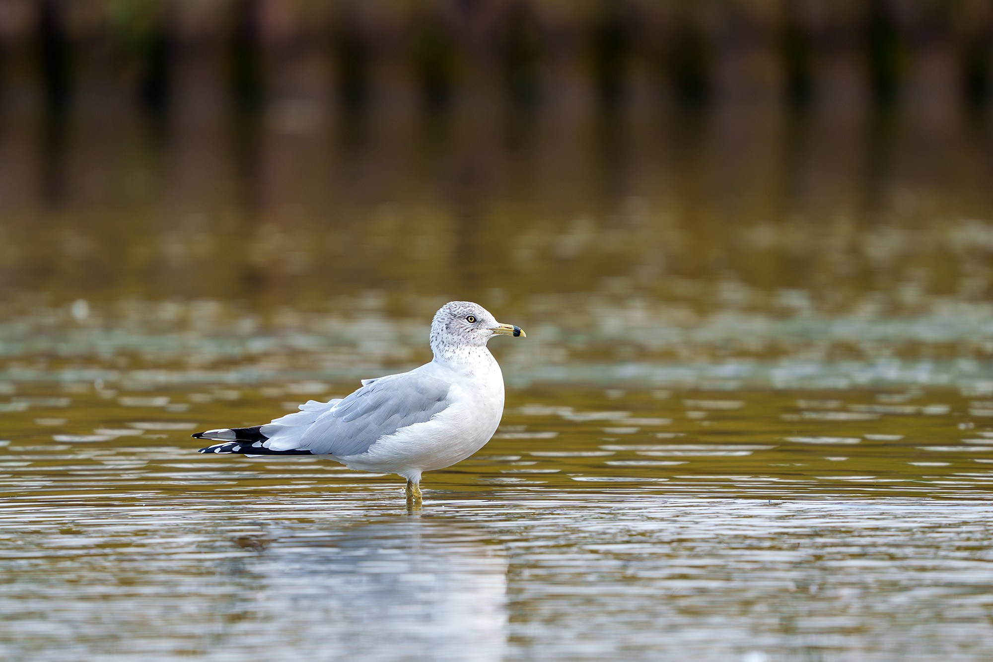 Удивительные мир птиц. Вокруг нас столько прекрасного — присмотритесь!. Ваш личный фотограф Марина Волкова