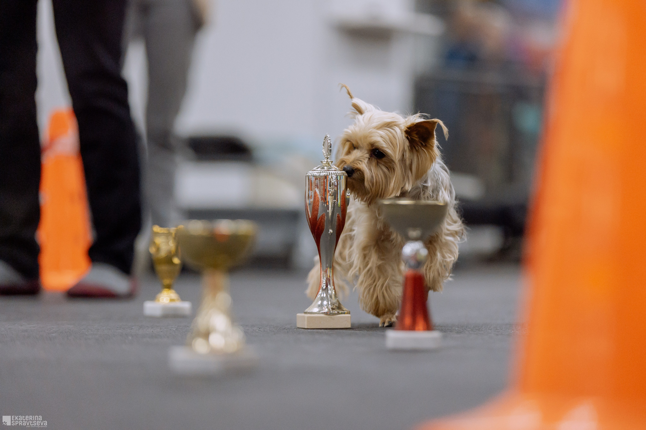 Праздник NoseWork. Фотограф Анималист Екатерина Справцева в Нижнем Новгороде