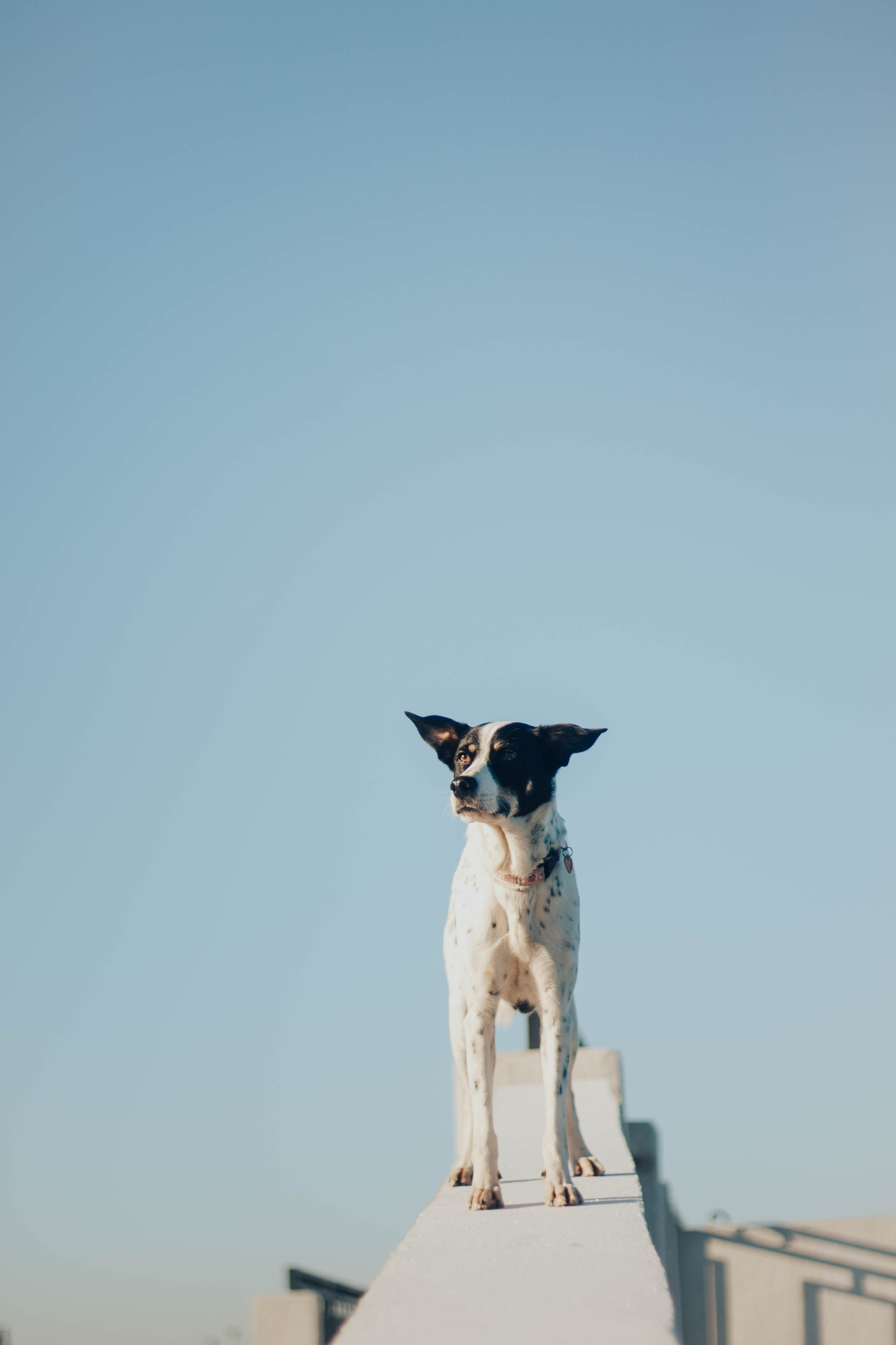 Екатерина Справцева фотограф анималист - портфолио фото. Фотограф Анималист Екатерина Справцева в Нижнем Новгороде