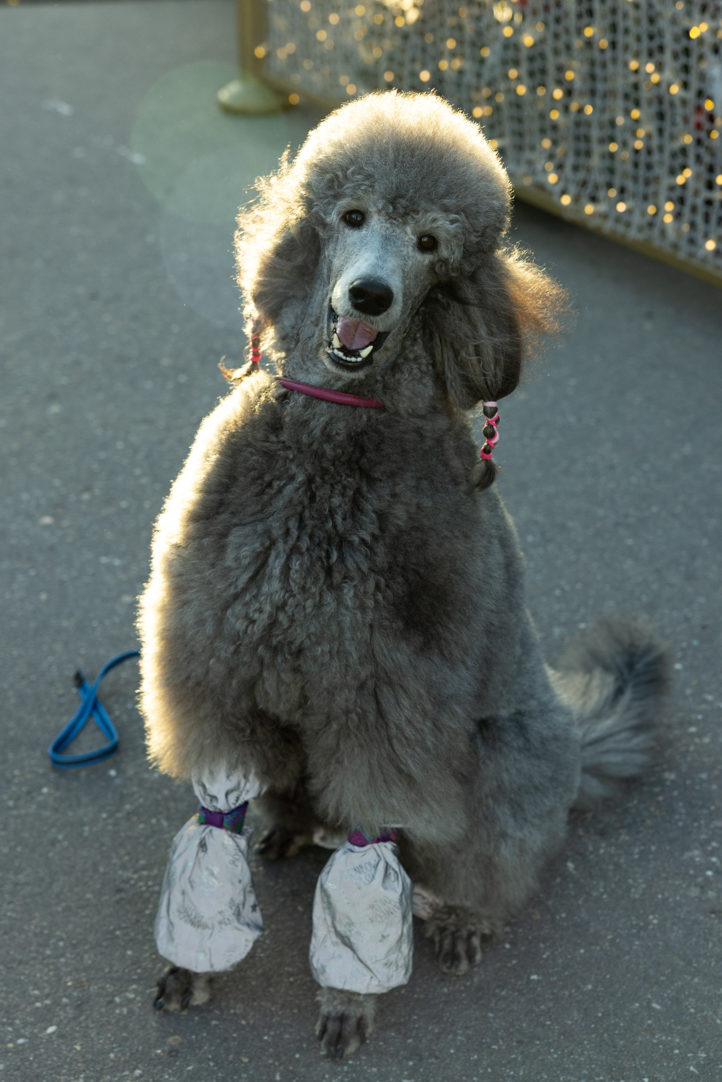 Клуб грумеров (прогулка и семинары). Виктория Зудина — фотограф в Москве