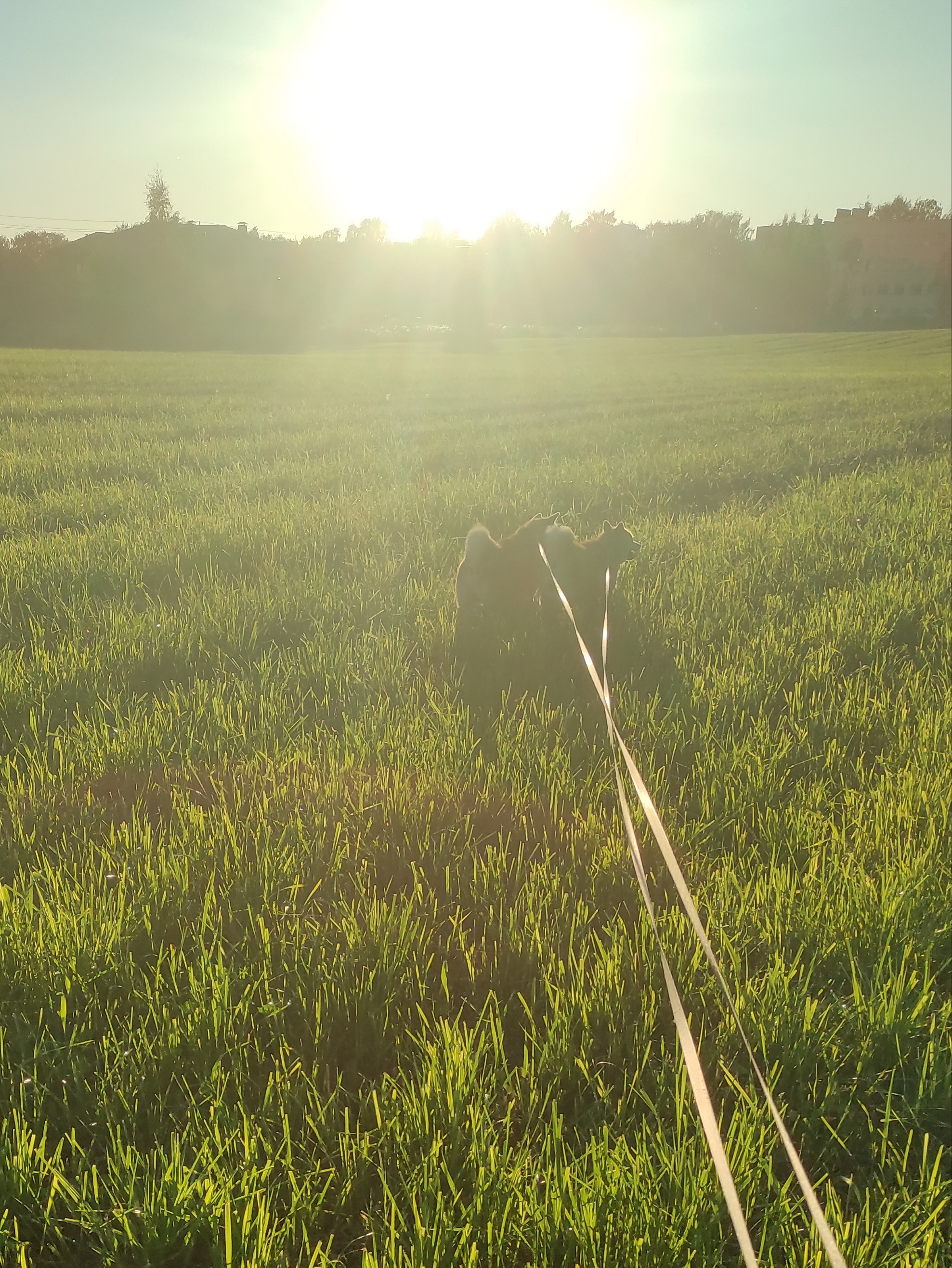 Питомник Рубилайт Сиба Ассоль * HANDZIMEMESITE ASOLL щенки сиба купить Санкт-Петербург 