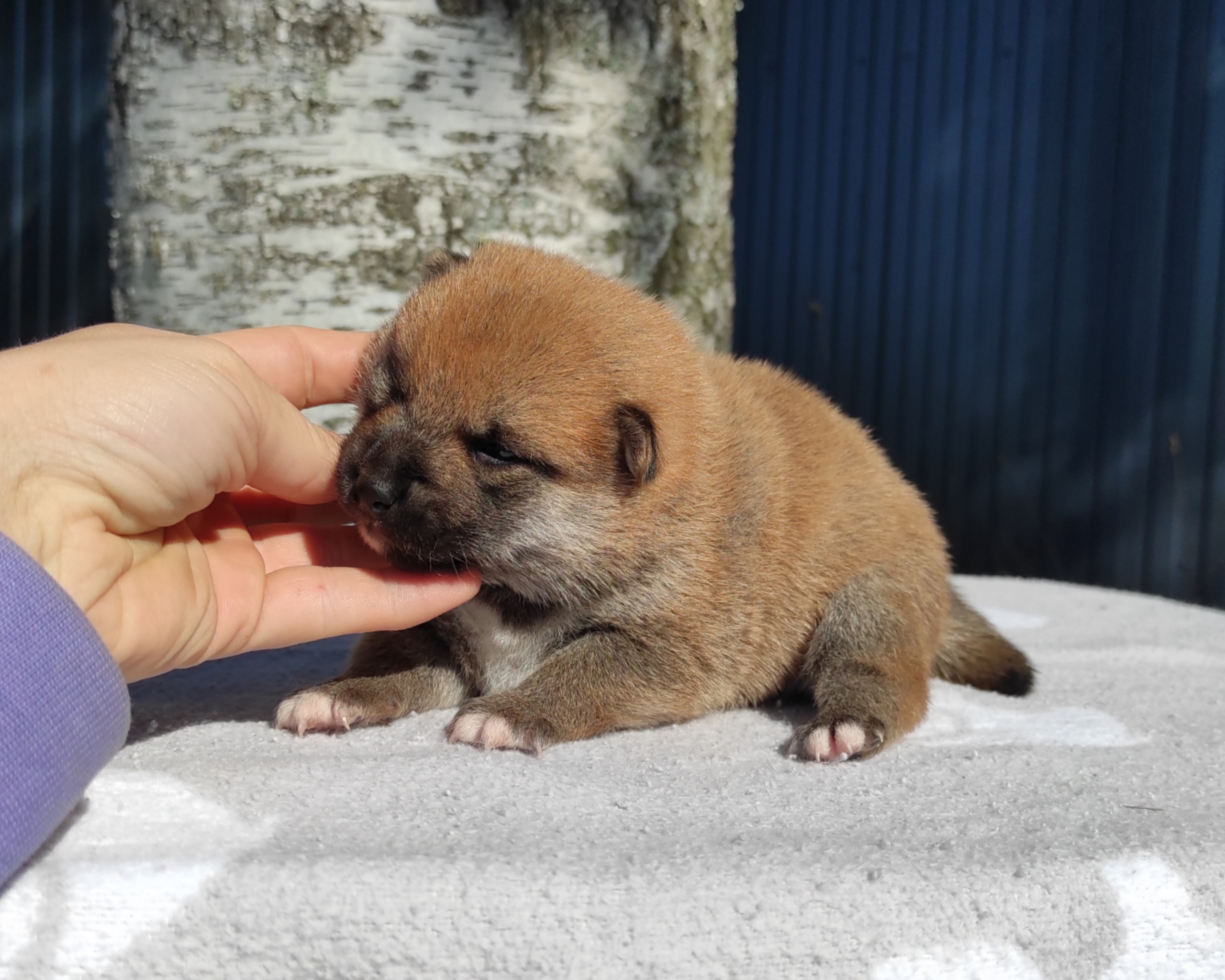 Сиба Rubylight Yoshayo питомник Рубилайт 