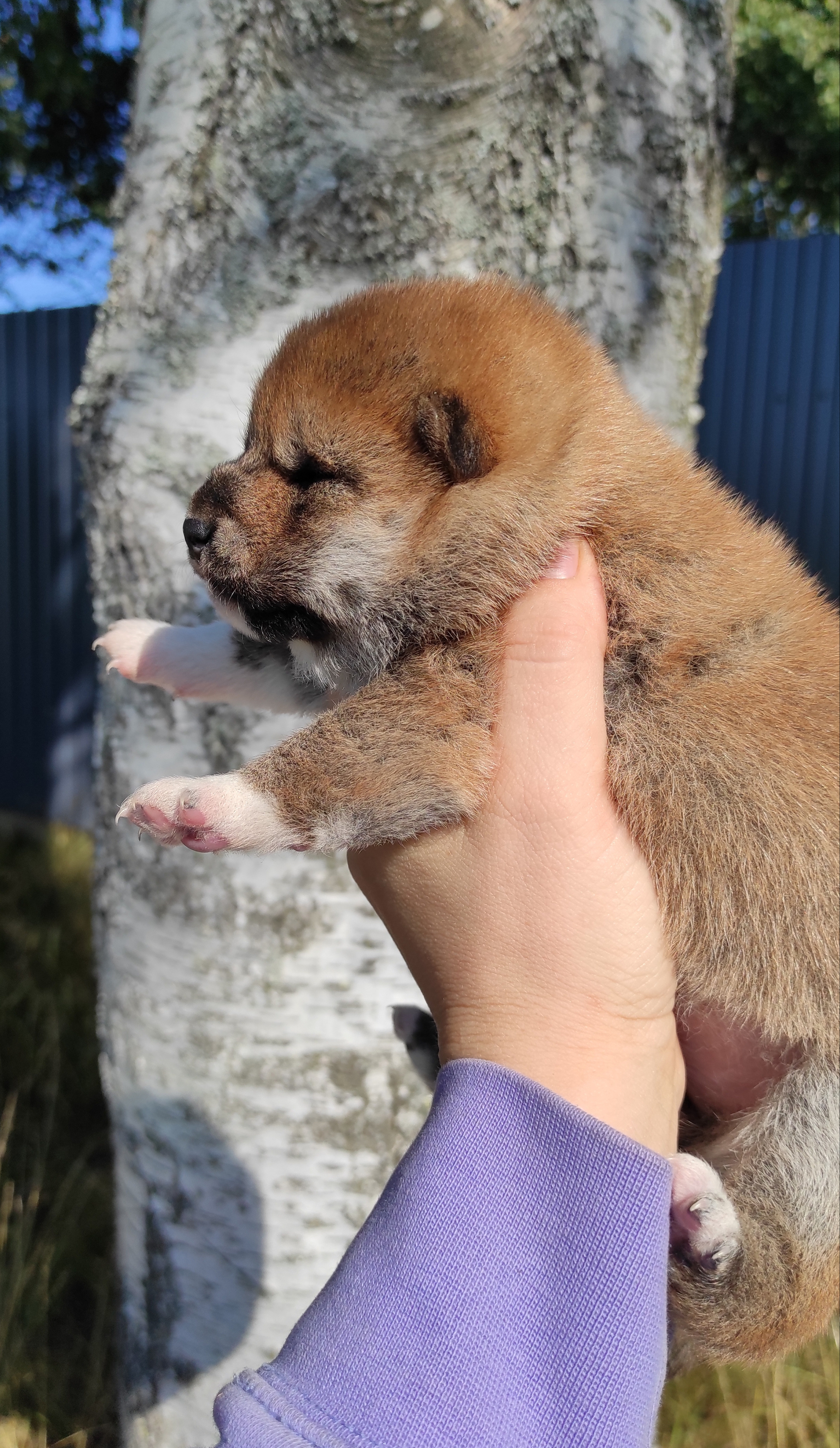 Сиба Rubylight Yumi питомник Рубилайт 