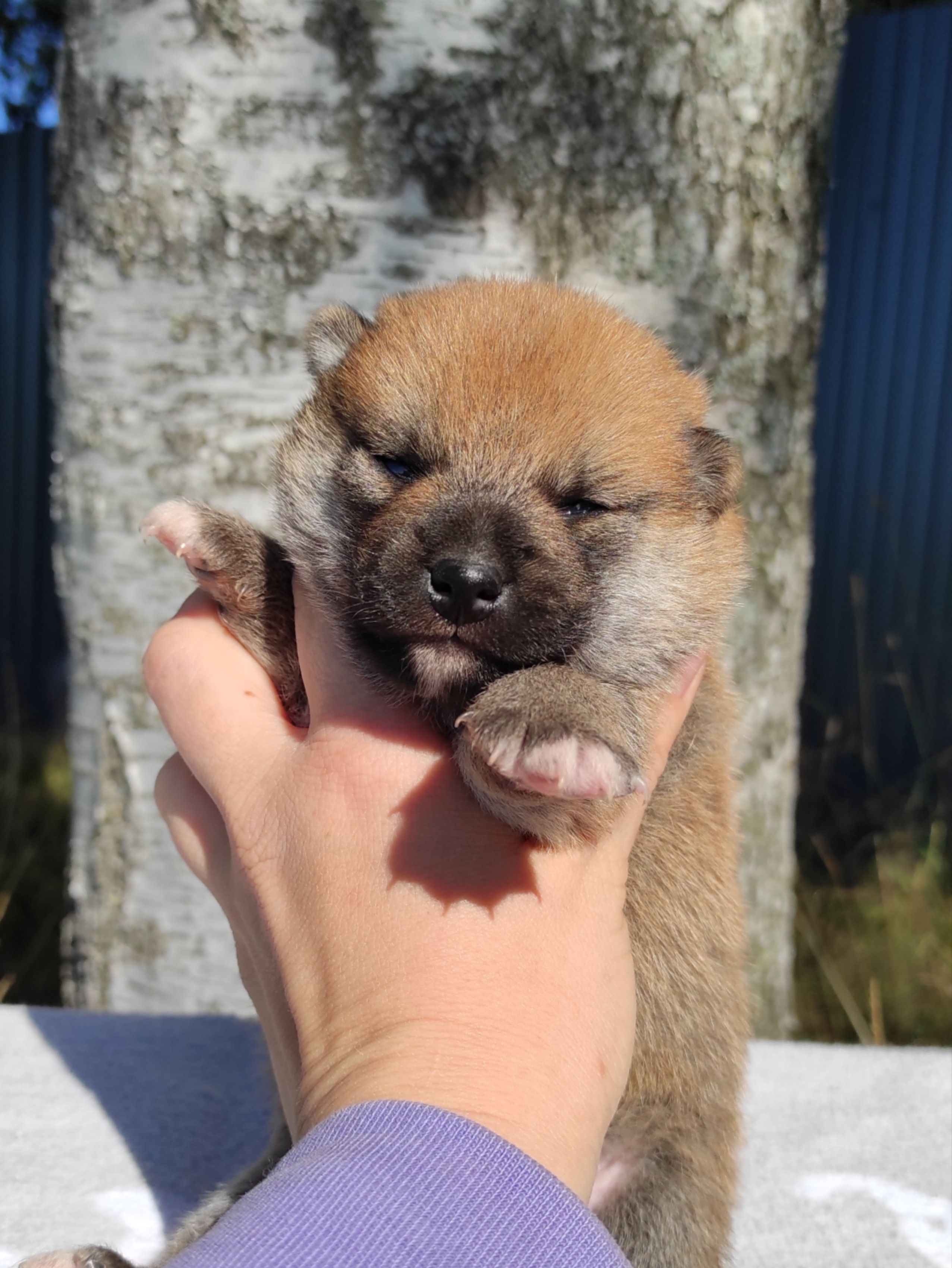 Сиба Rubylight Yoshayo питомник Рубилайт 