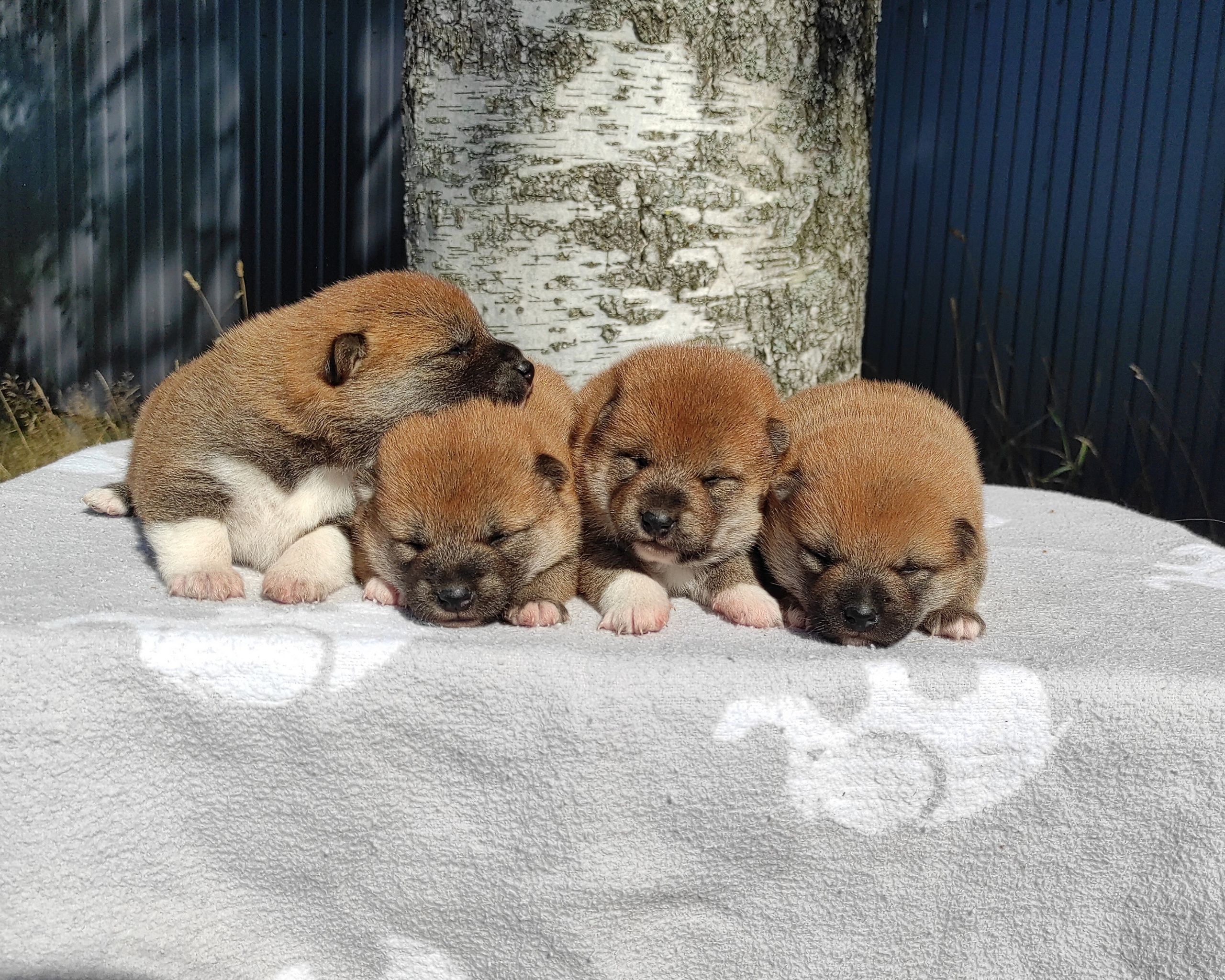 Сиба Rubylight литер Y питомник Рубилайт 