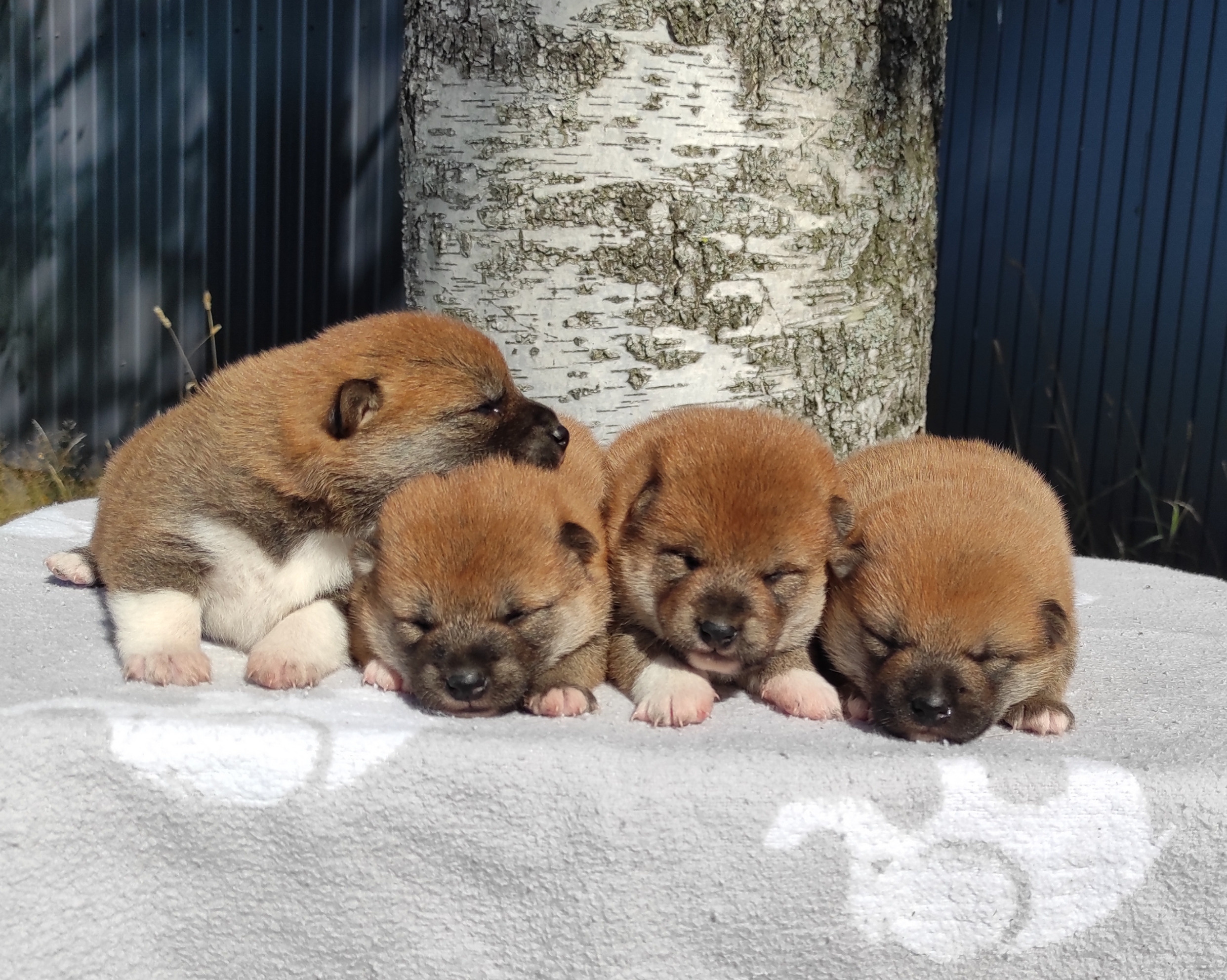 Сиба Rubylight литер Y питомник Рубилайт 