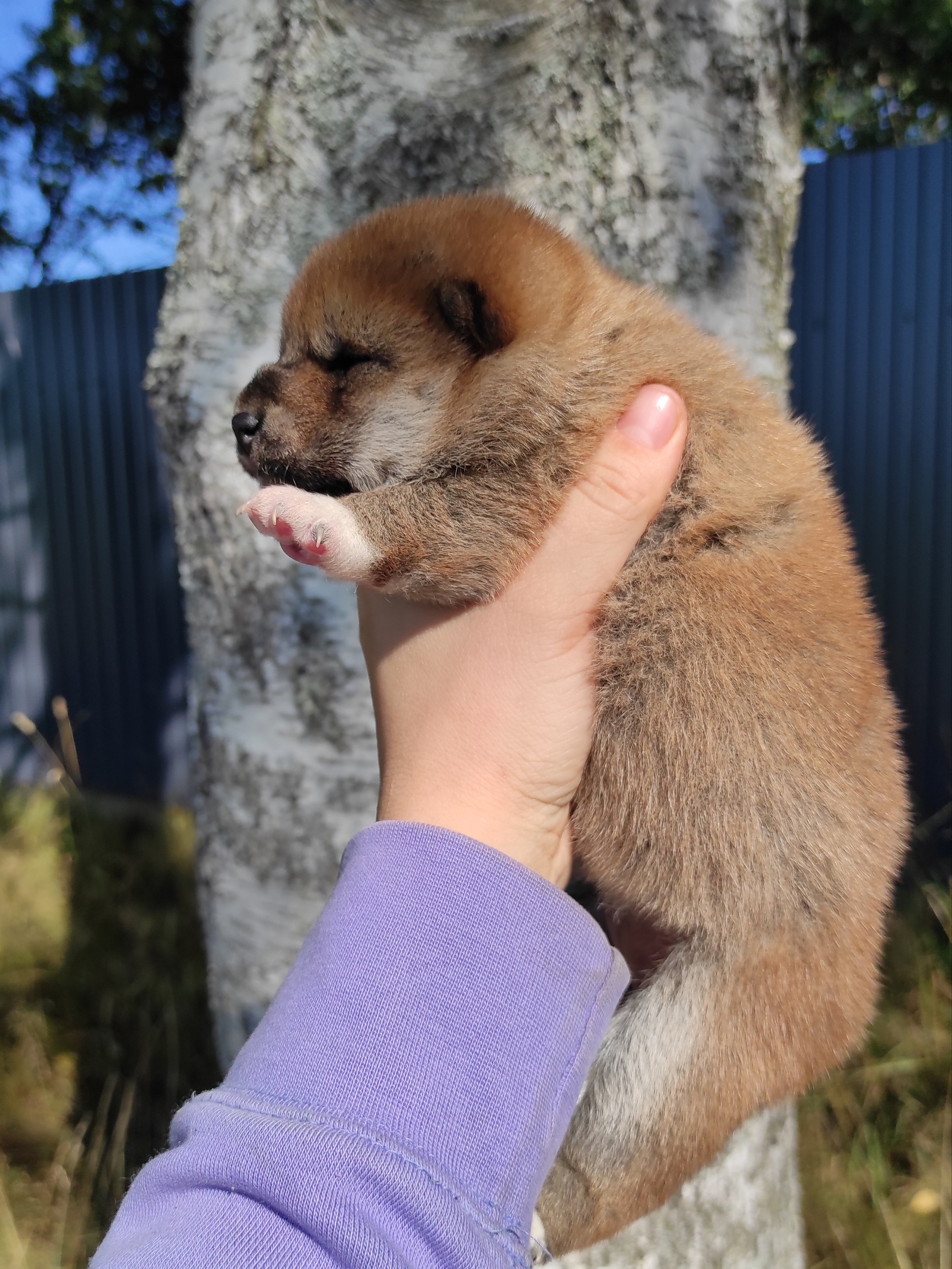 Сиба Rubylight Yumi питомник Рубилайт 