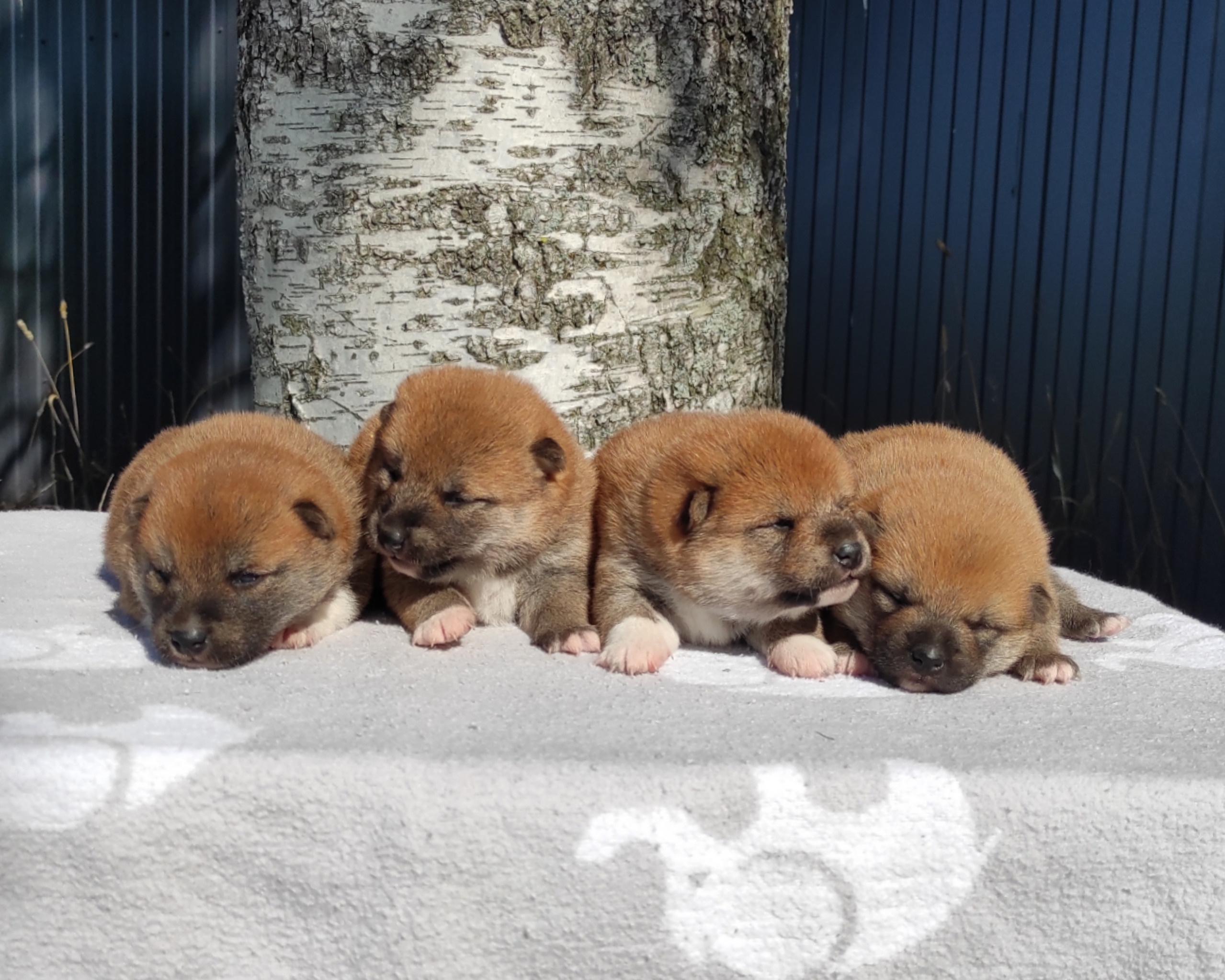 Сиба Rubylight литер Y питомник Рубилайт 