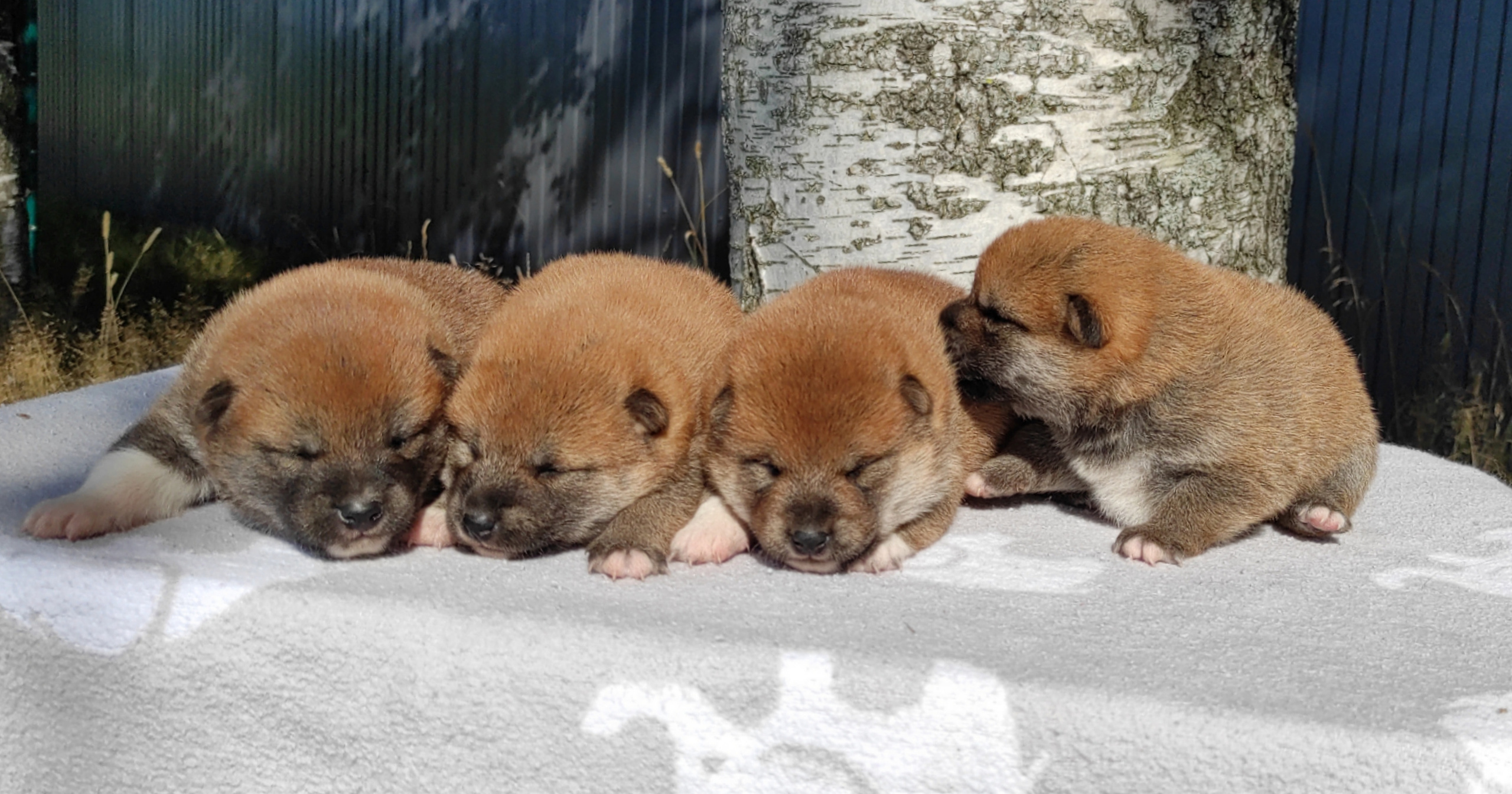 Сиба Rubylight литер Y питомник Рубилайт 