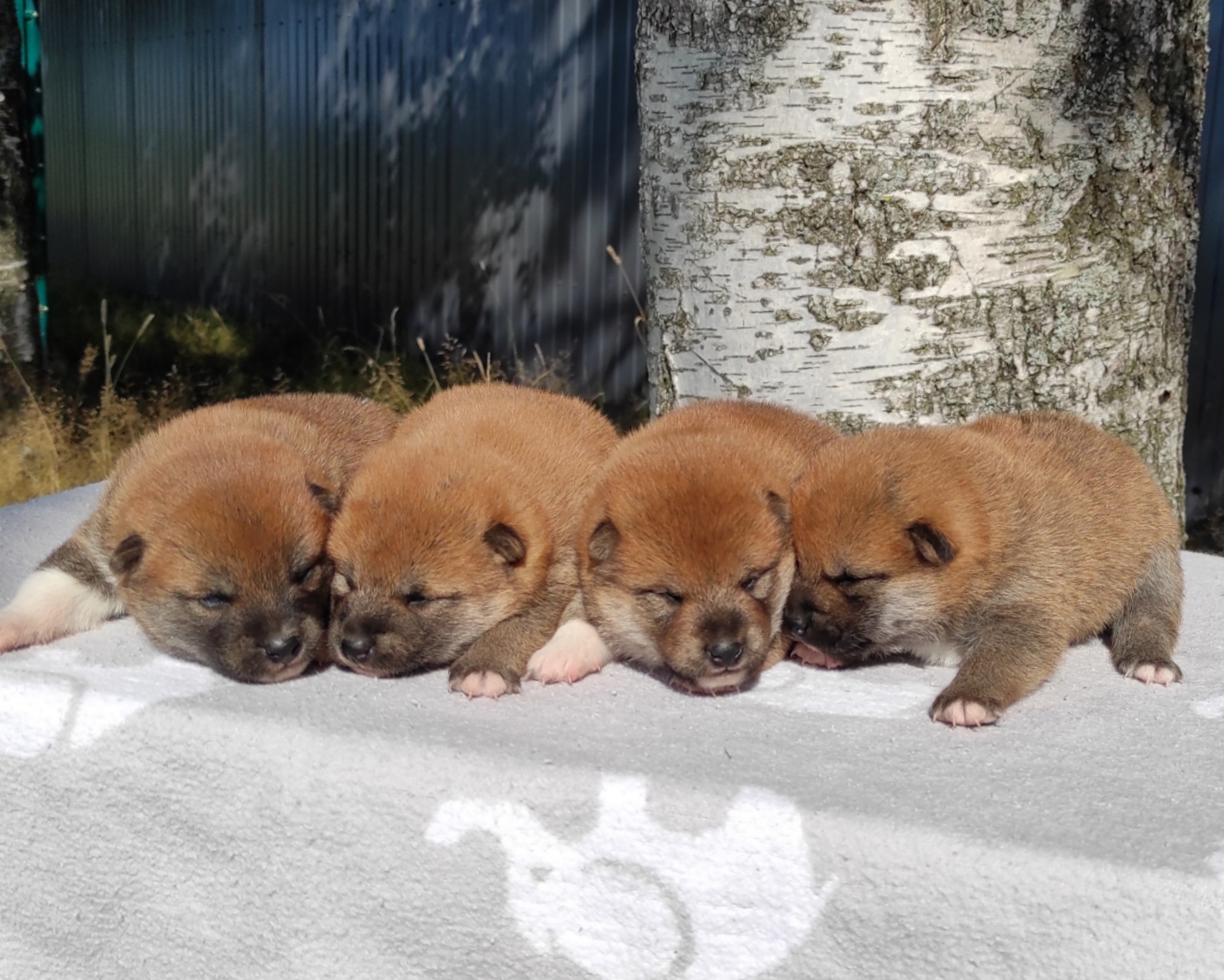 Сиба Rubylight литер Y питомник Рубилайт 