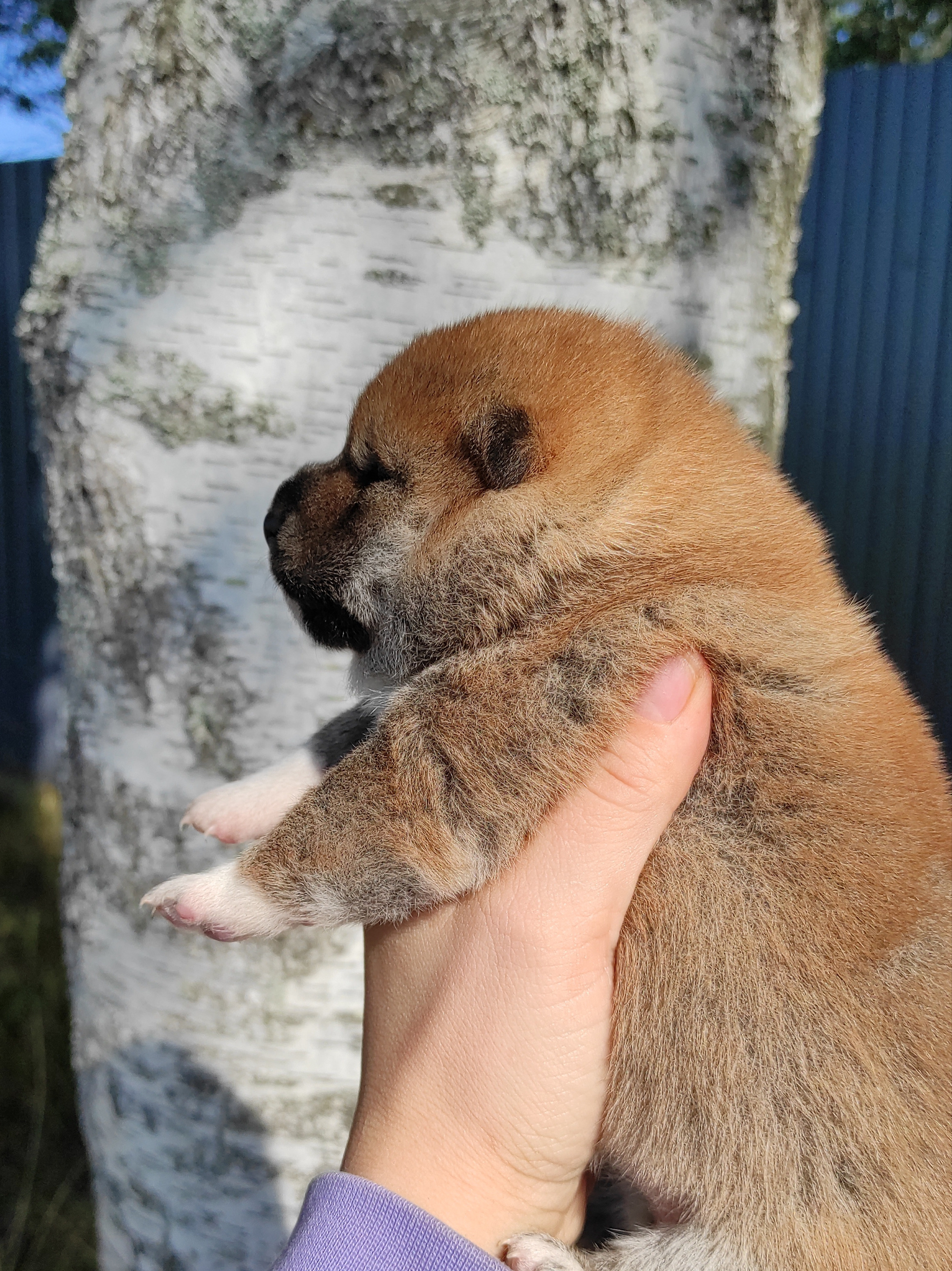 Сиба Rubylight Yumi питомник Рубилайт 