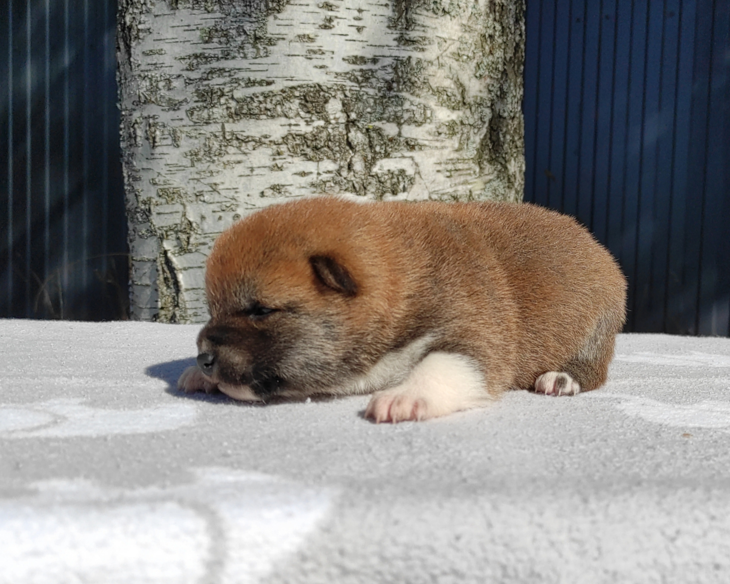 Сиба Rubylight Yoshiro питомник Рубилайт 