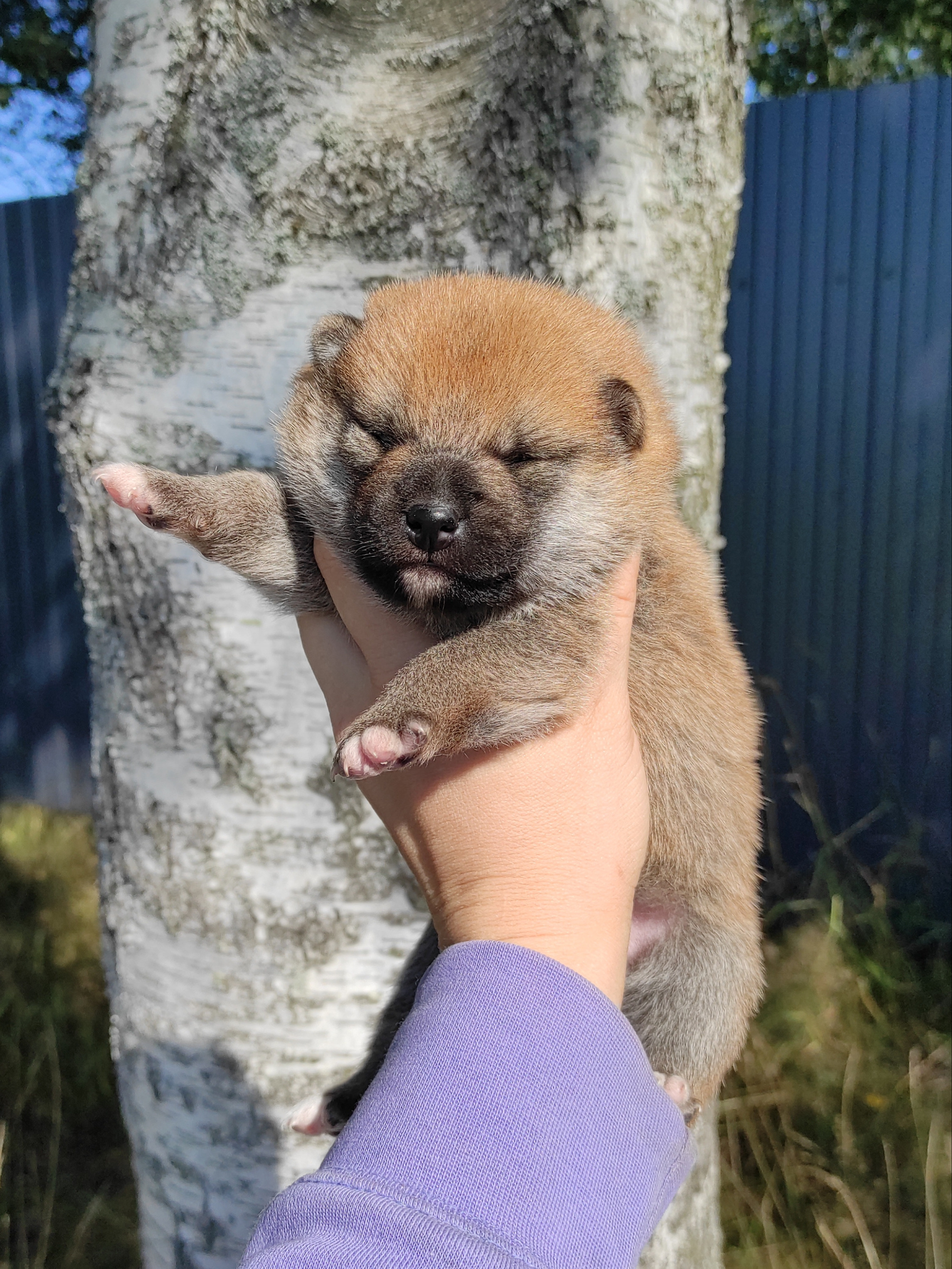 Сиба Rubylight Yoshayo питомник Рубилайт 