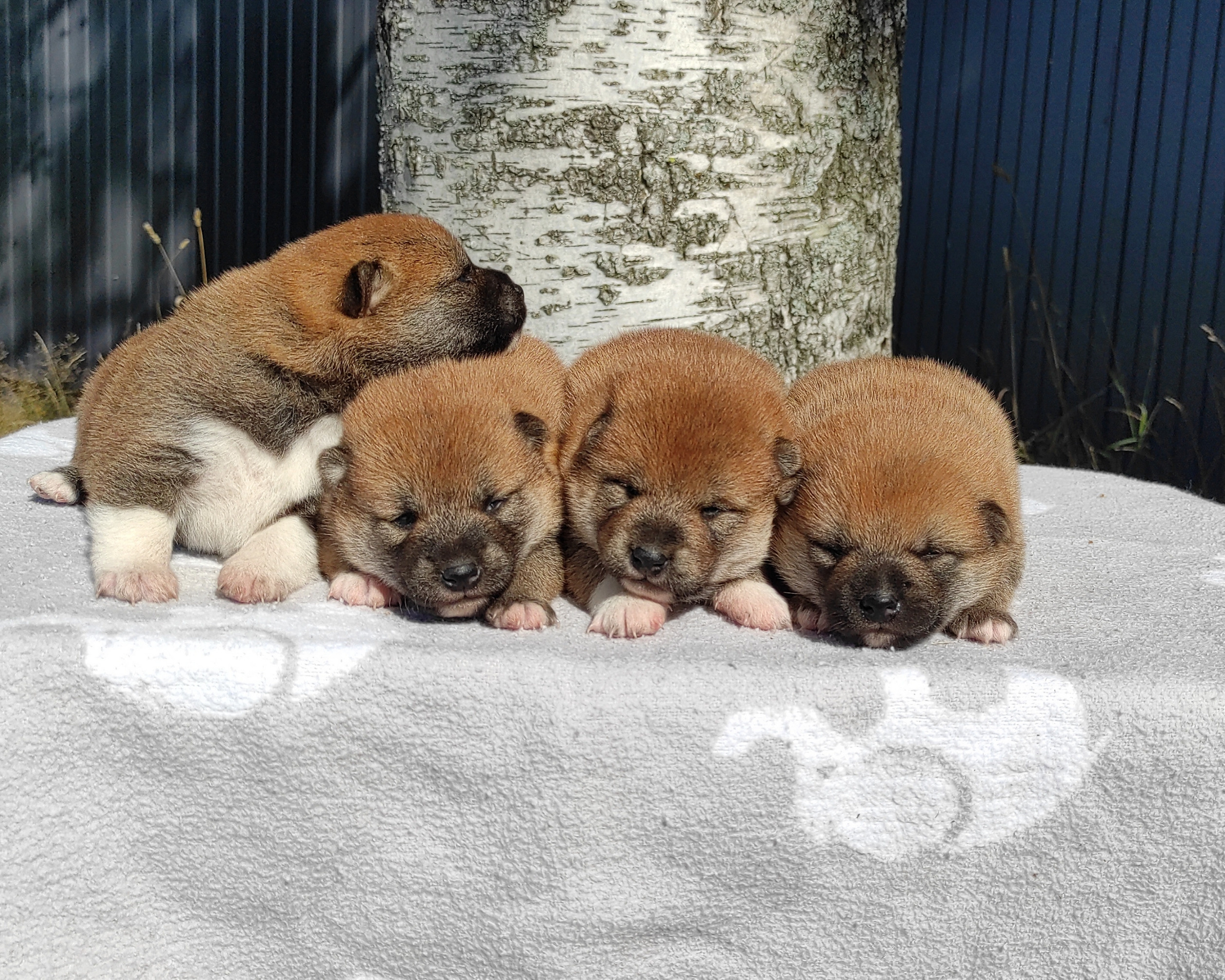 Сиба Rubylight литер Y питомник Рубилайт 