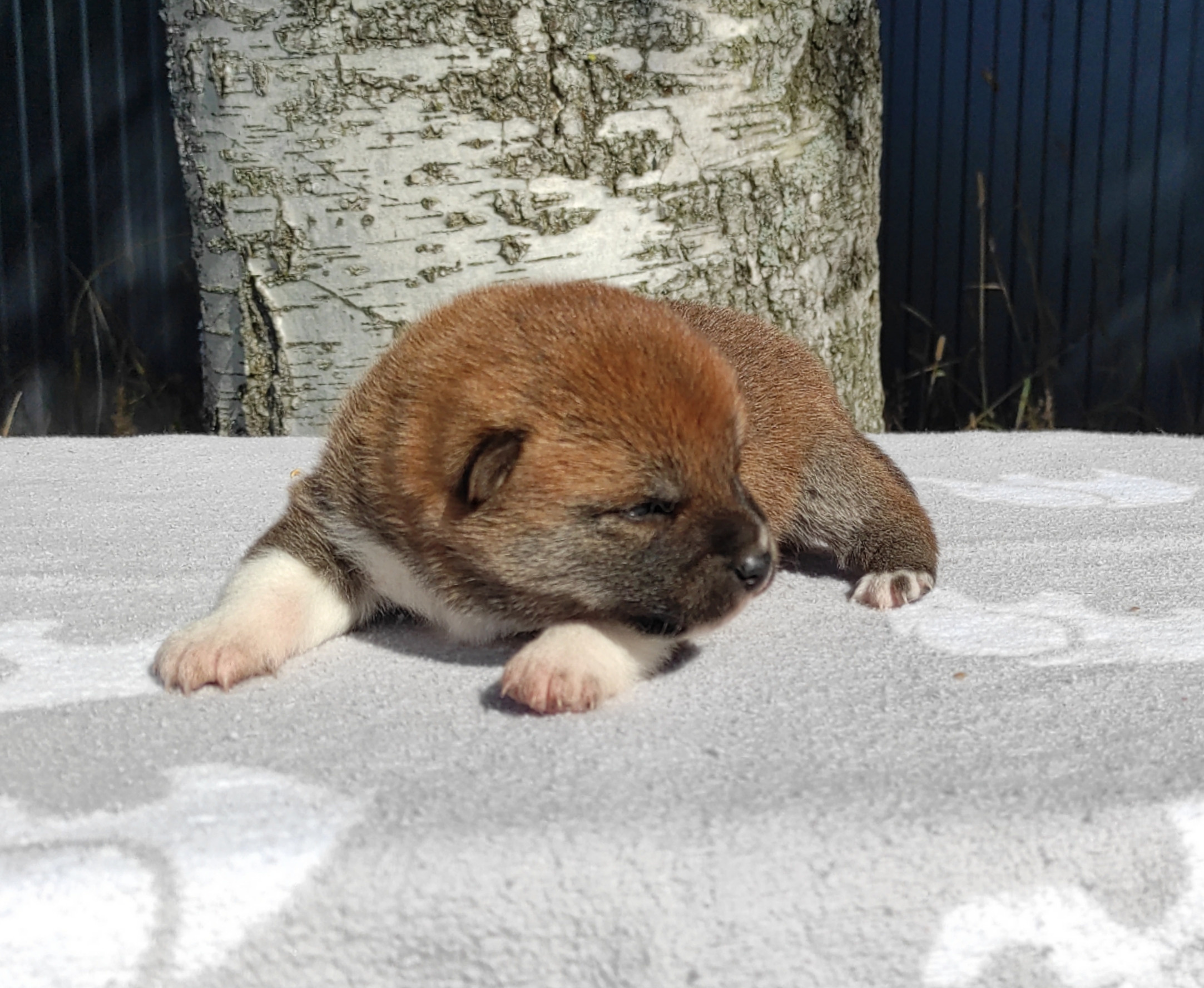 Сиба Rubylight Yoshiro питомник Рубилайт 