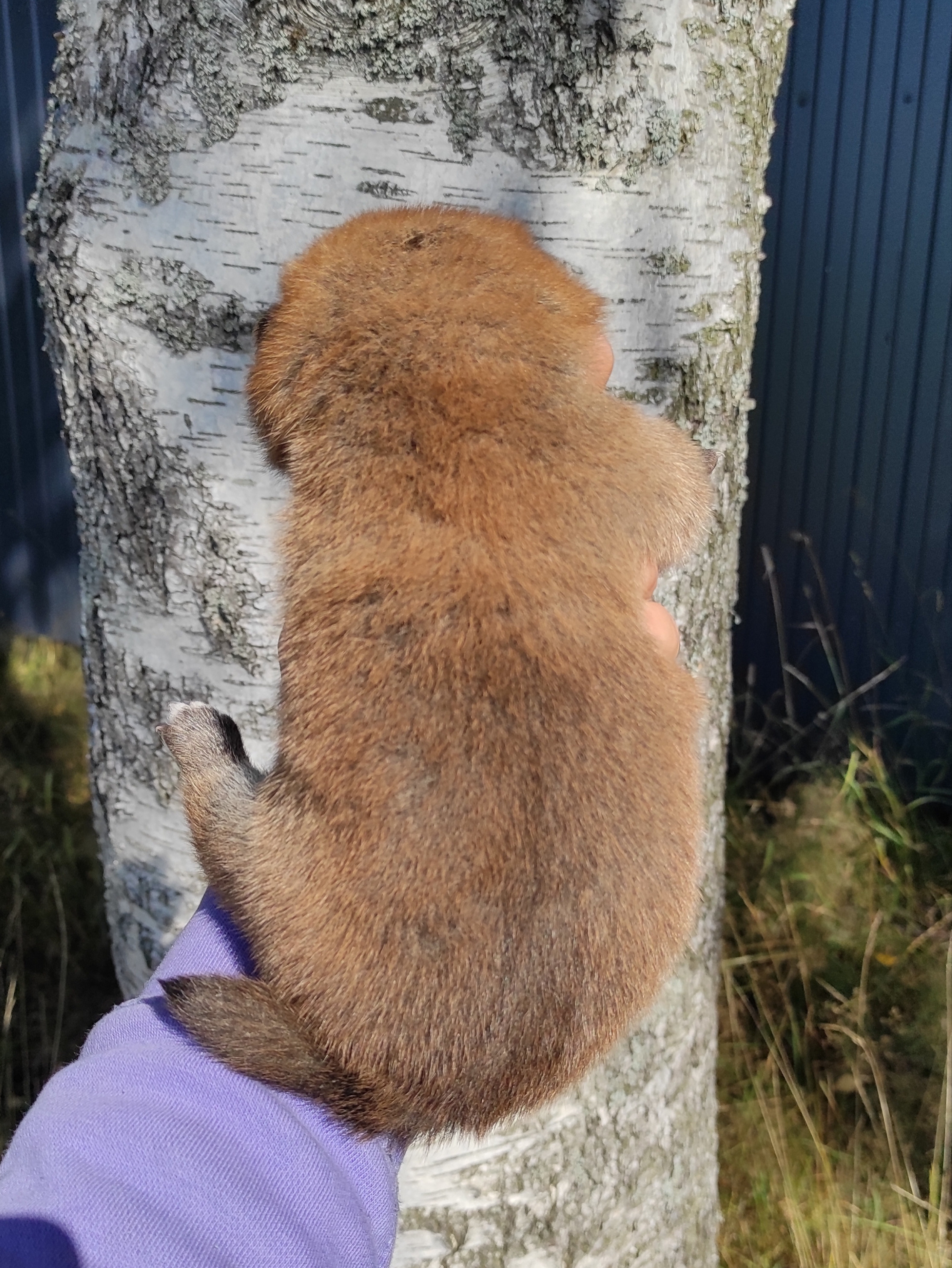 Сиба Rubylight Yoshayo питомник Рубилайт 