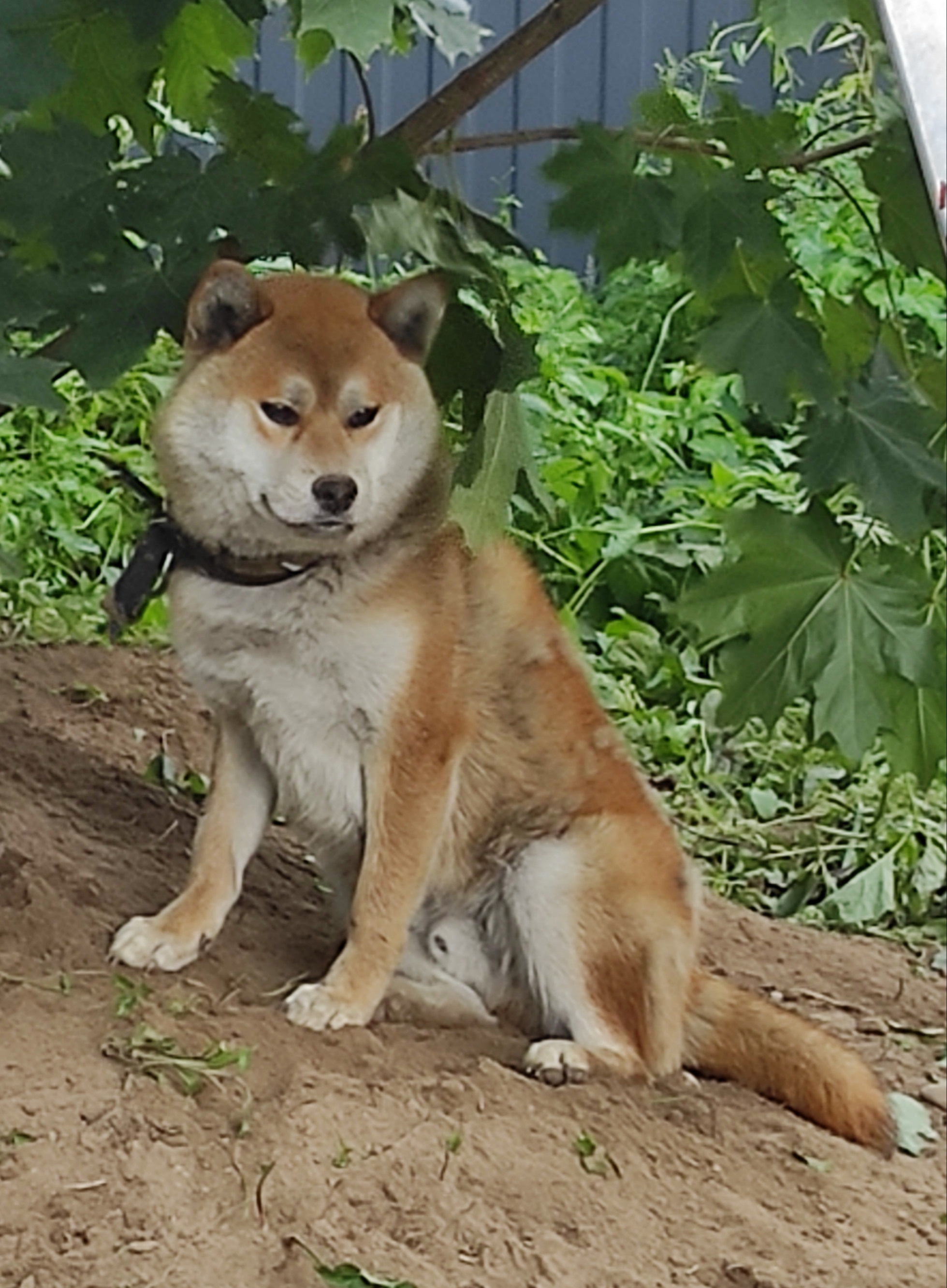 Сиба    Ганжи * Yuzhyy Solnechnyy Pes Ganji  Кобель сиба питомник Рубилайт