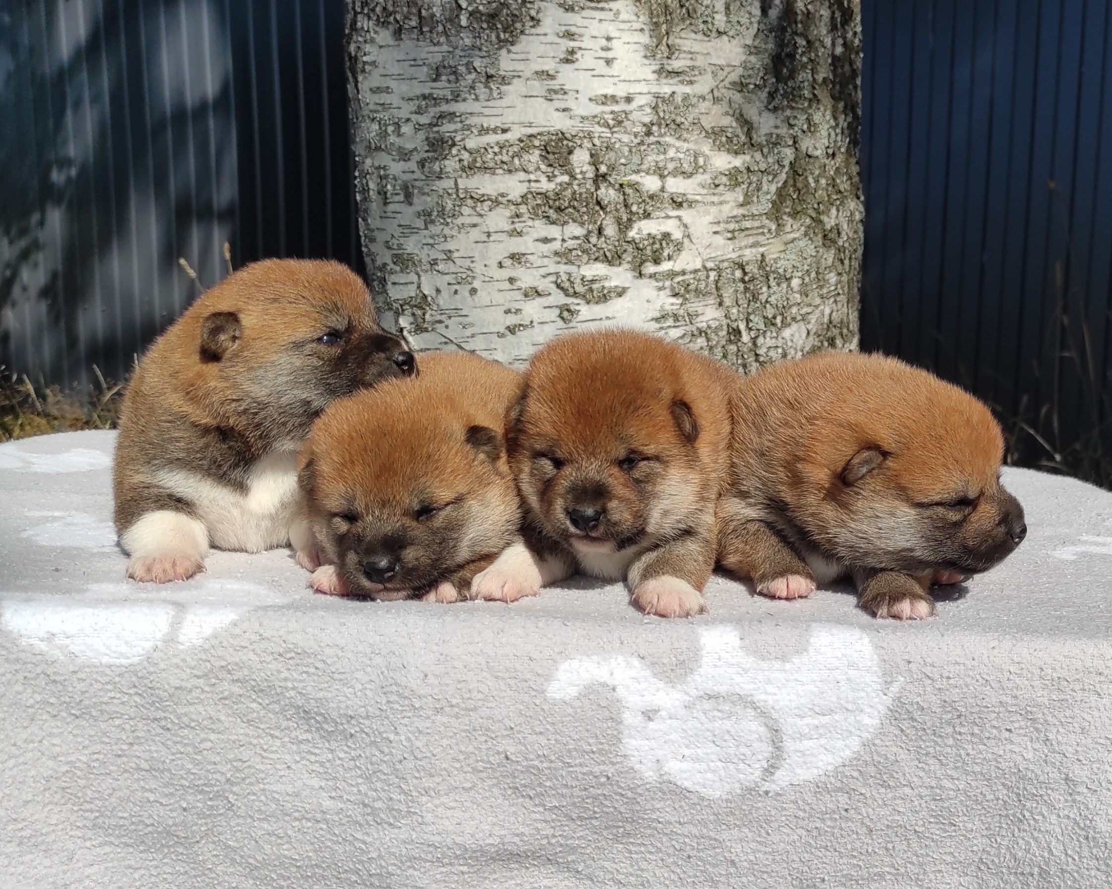 Сиба Rubylight литер Y питомник Рубилайт 