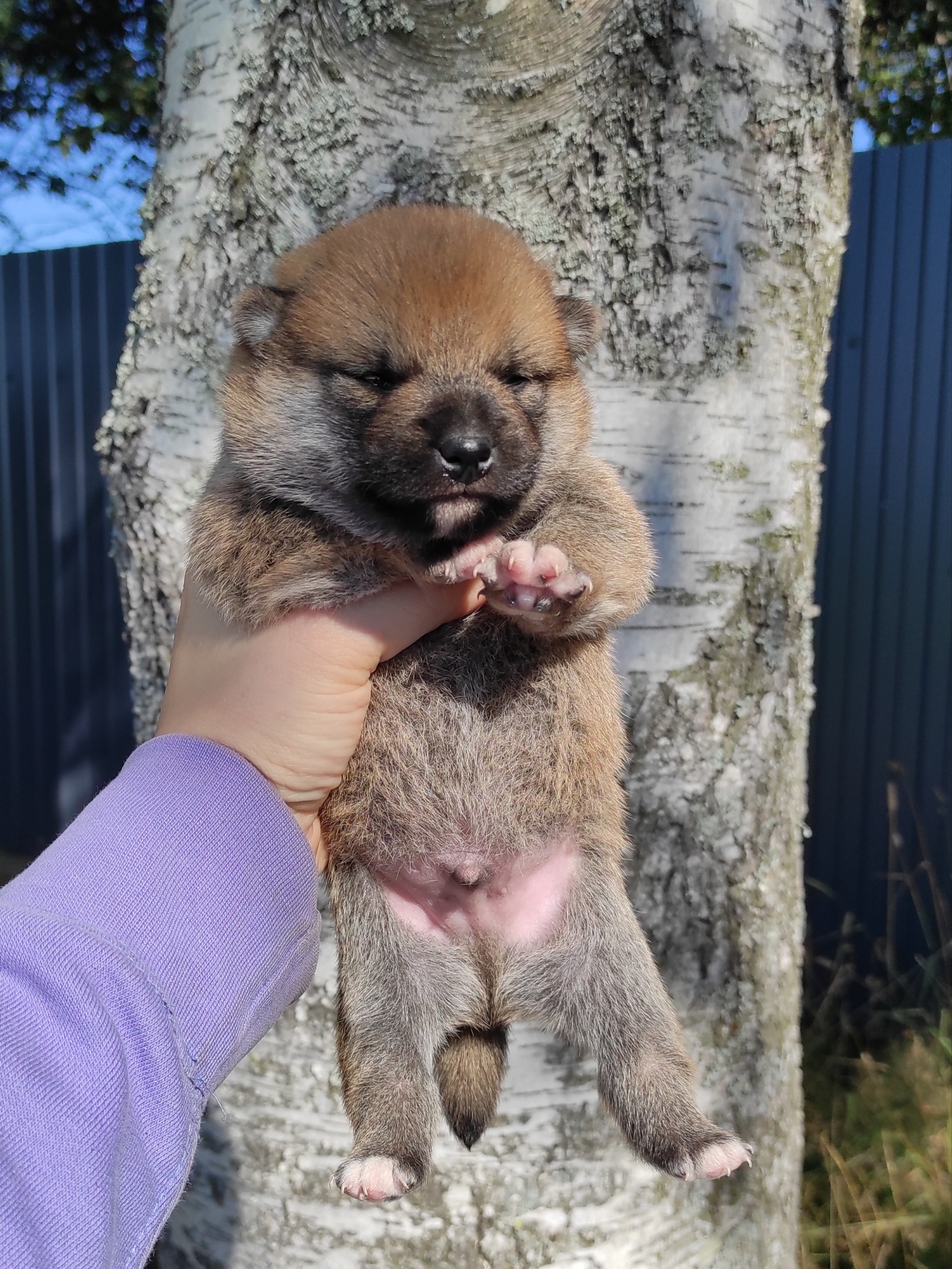 Сиба Rubylight Yoshayo питомник Рубилайт 