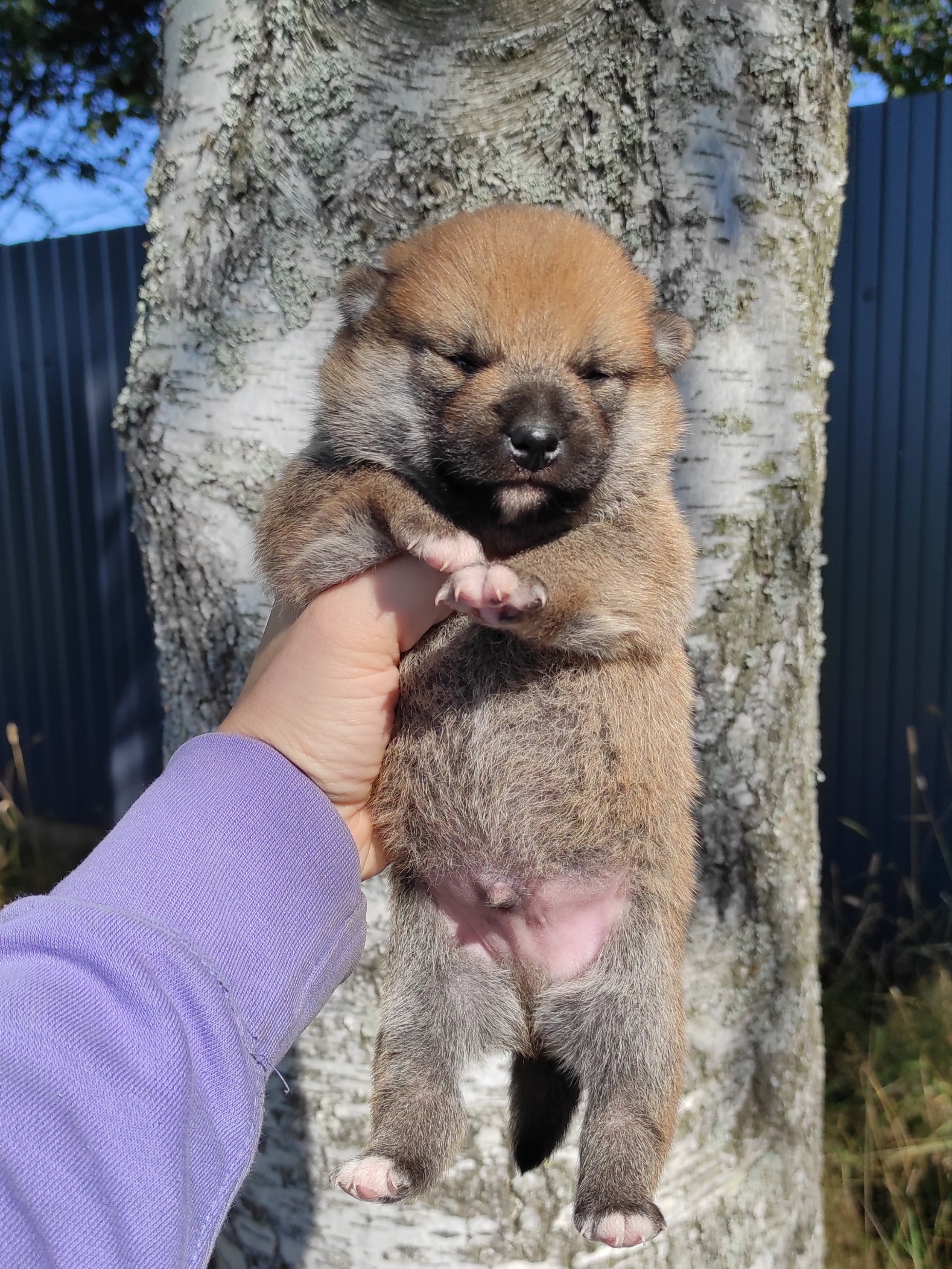 Сиба Rubylight Yoshayo питомник Рубилайт 