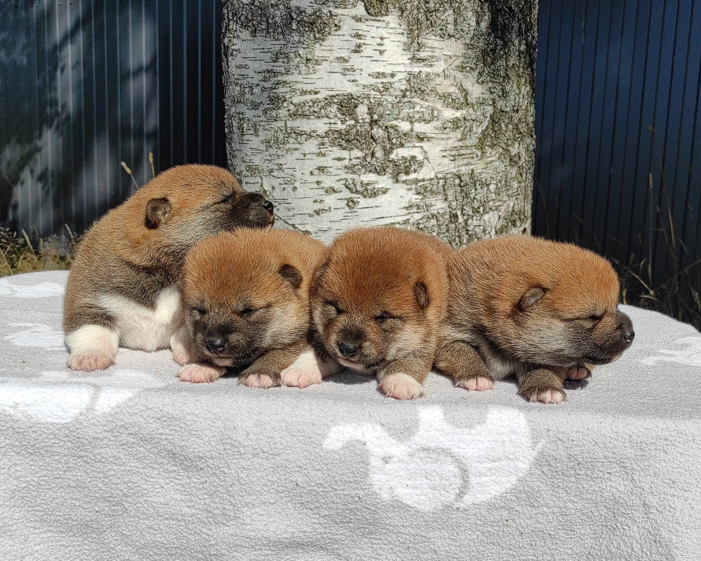 Сиба Rubylight литер Y питомник Рубилайт 