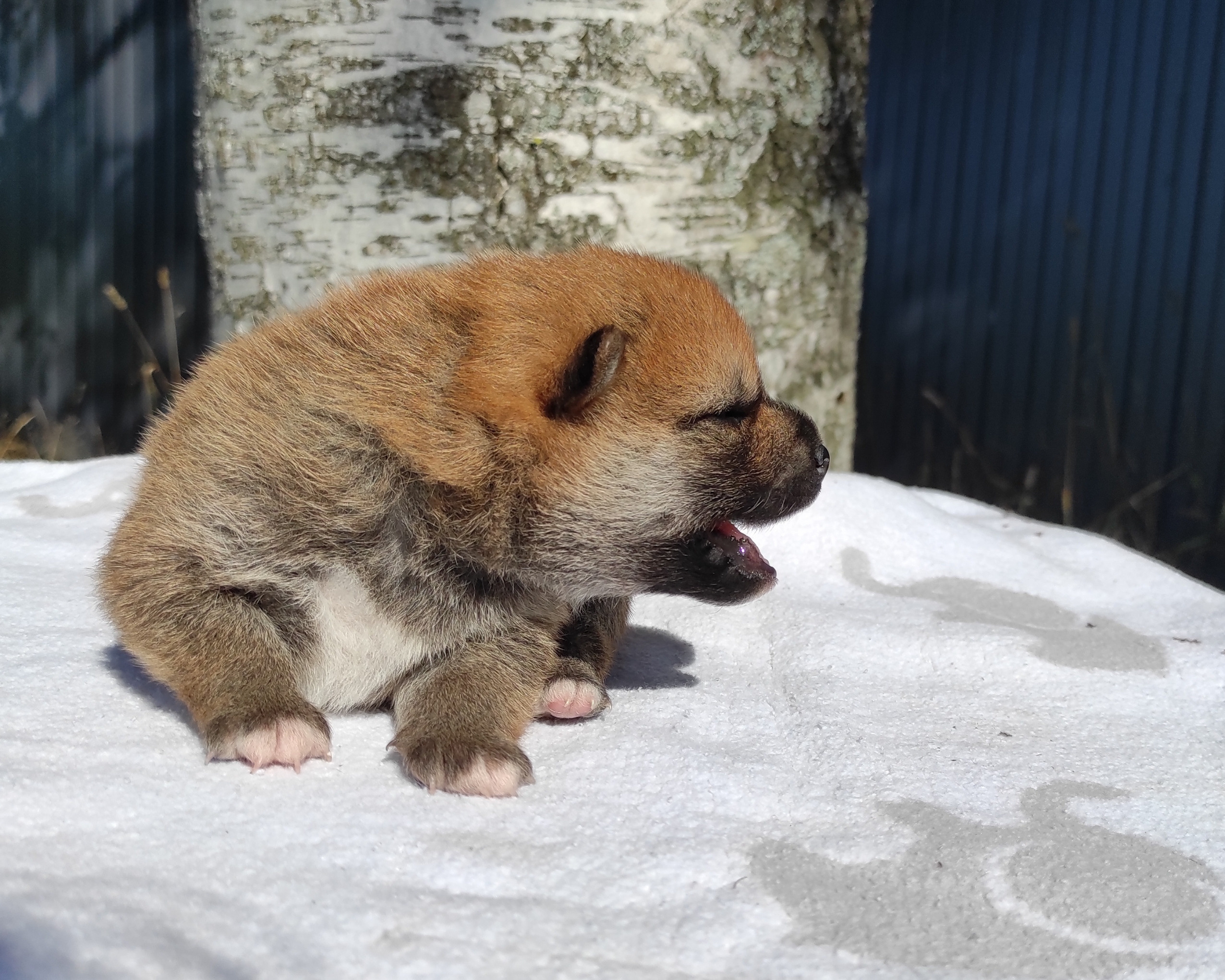 Сиба Rubylight Yoshayo питомник Рубилайт 