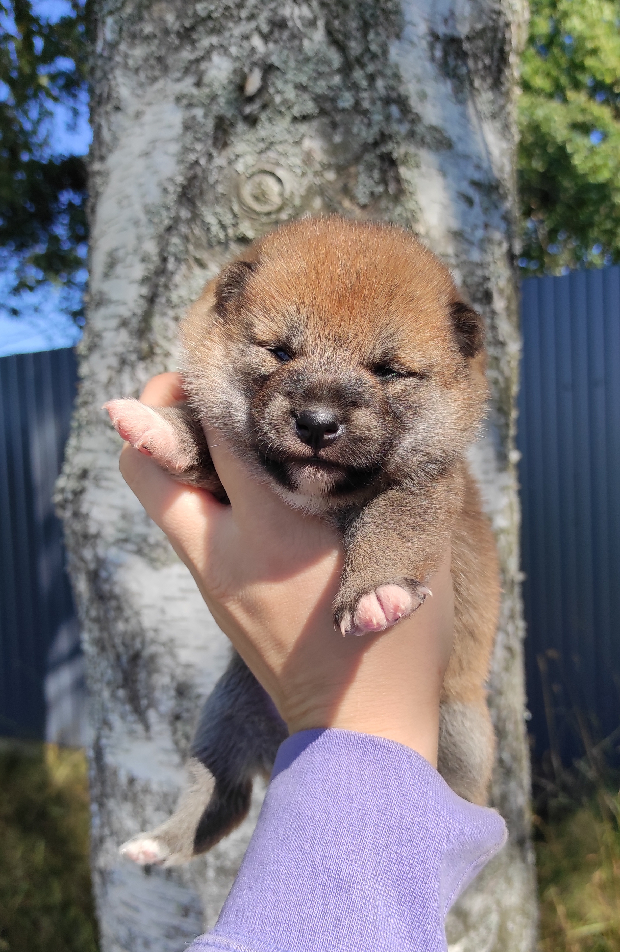 Сиба Rubylight Yuta питомник Рубилайт 