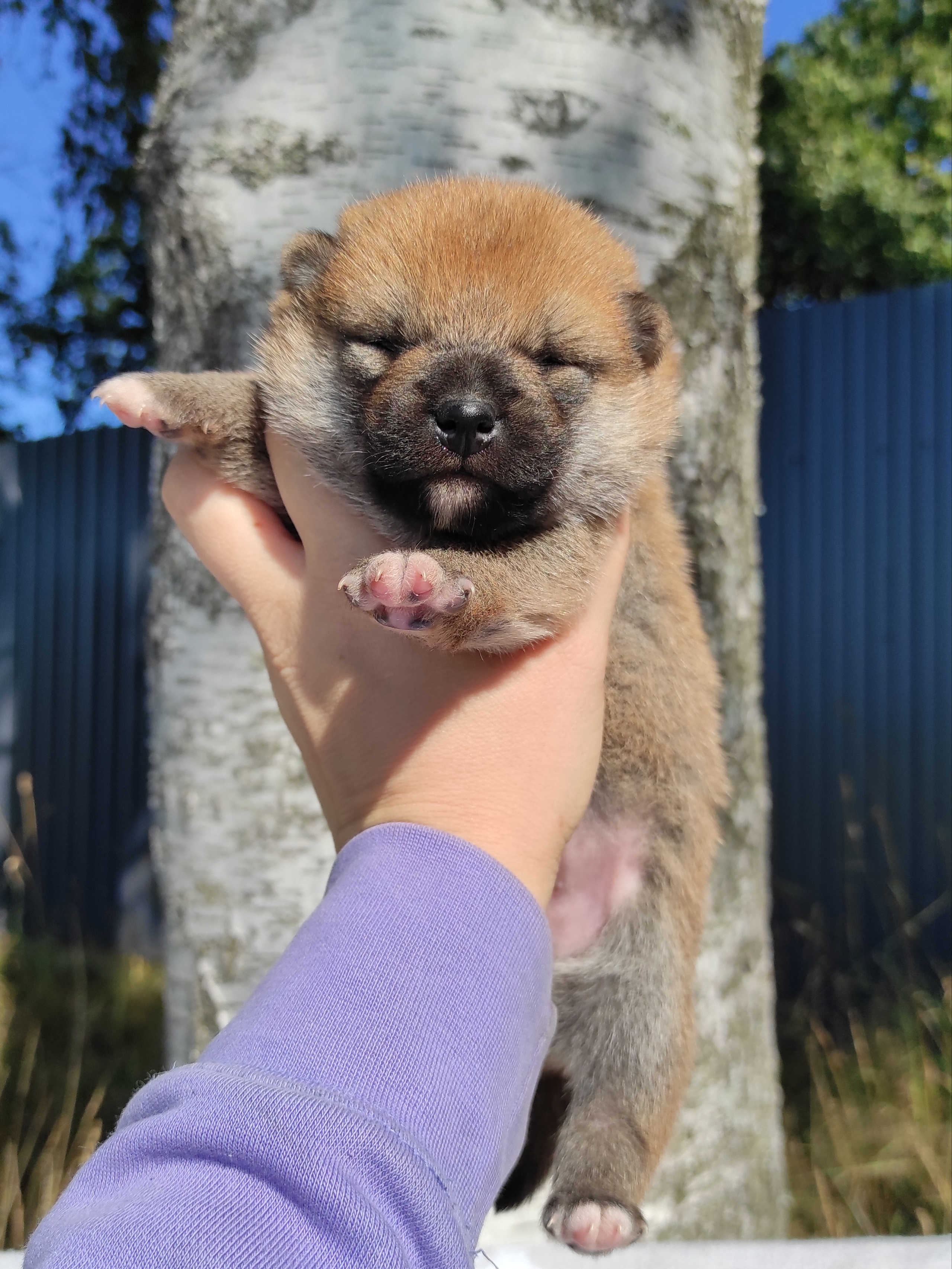 Сиба Rubylight Yoshayo питомник Рубилайт 