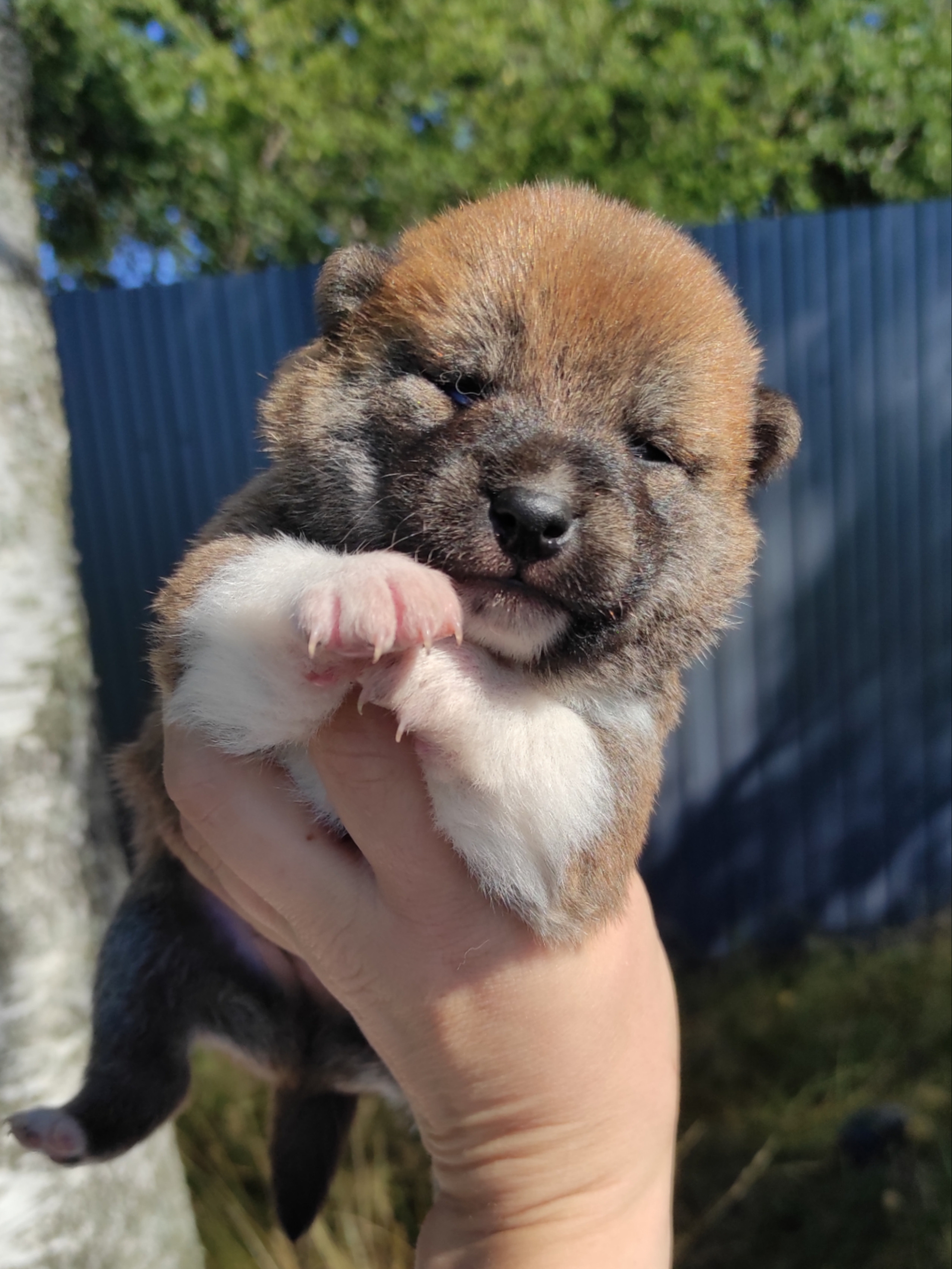 Сиба Rubylight Yoshiro питомник Рубилайт 