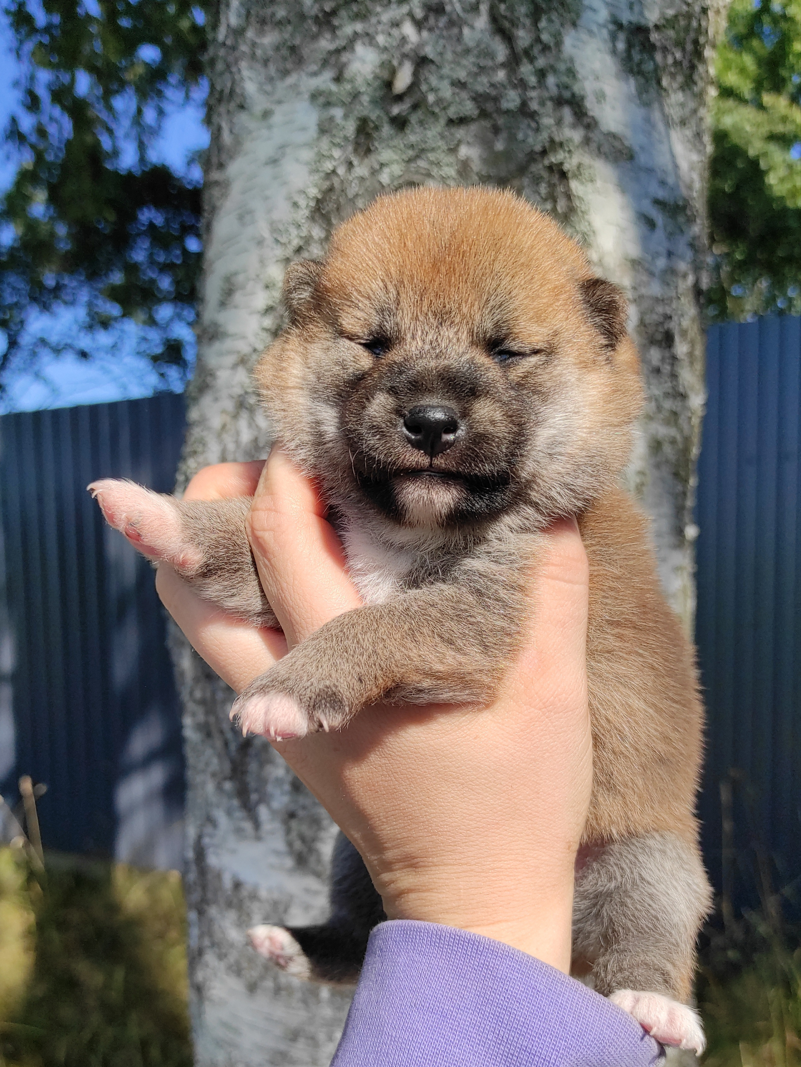 Сиба Rubylight Yuta питомник Рубилайт 